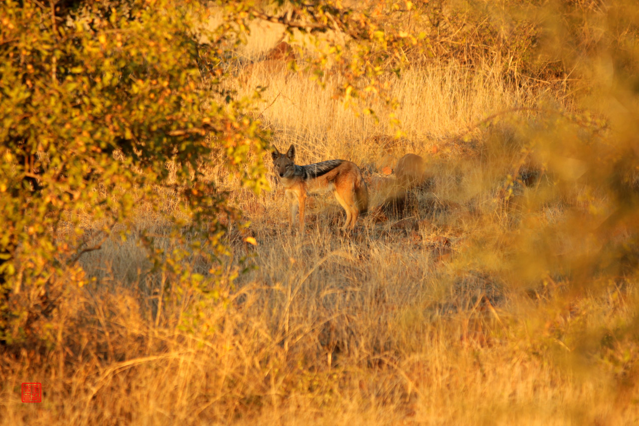 掠食者01黑背豺black-backed Jackal.jpg