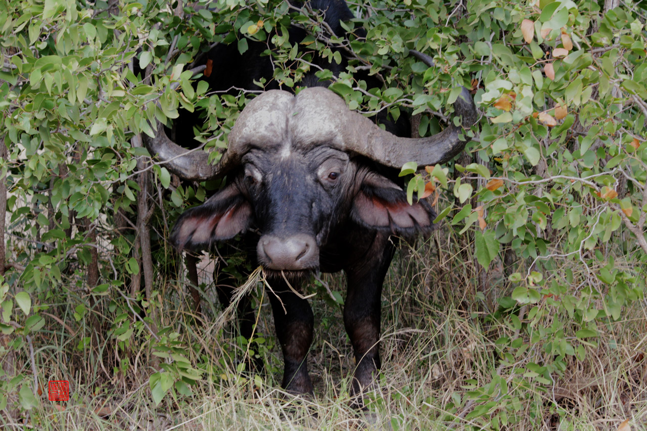 食草动物07一对大牛眼buffalo.jpg