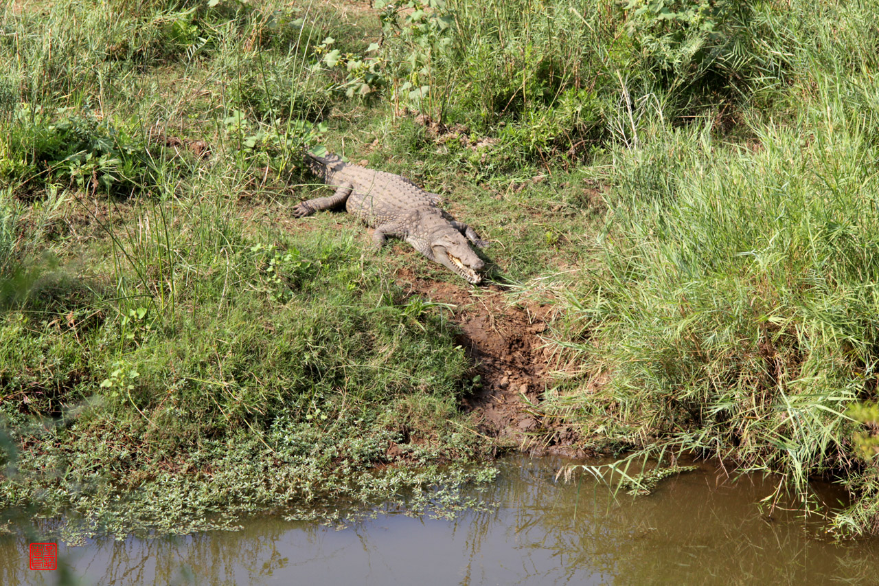 掠食者04尼罗鳄nile crocodile.jpg