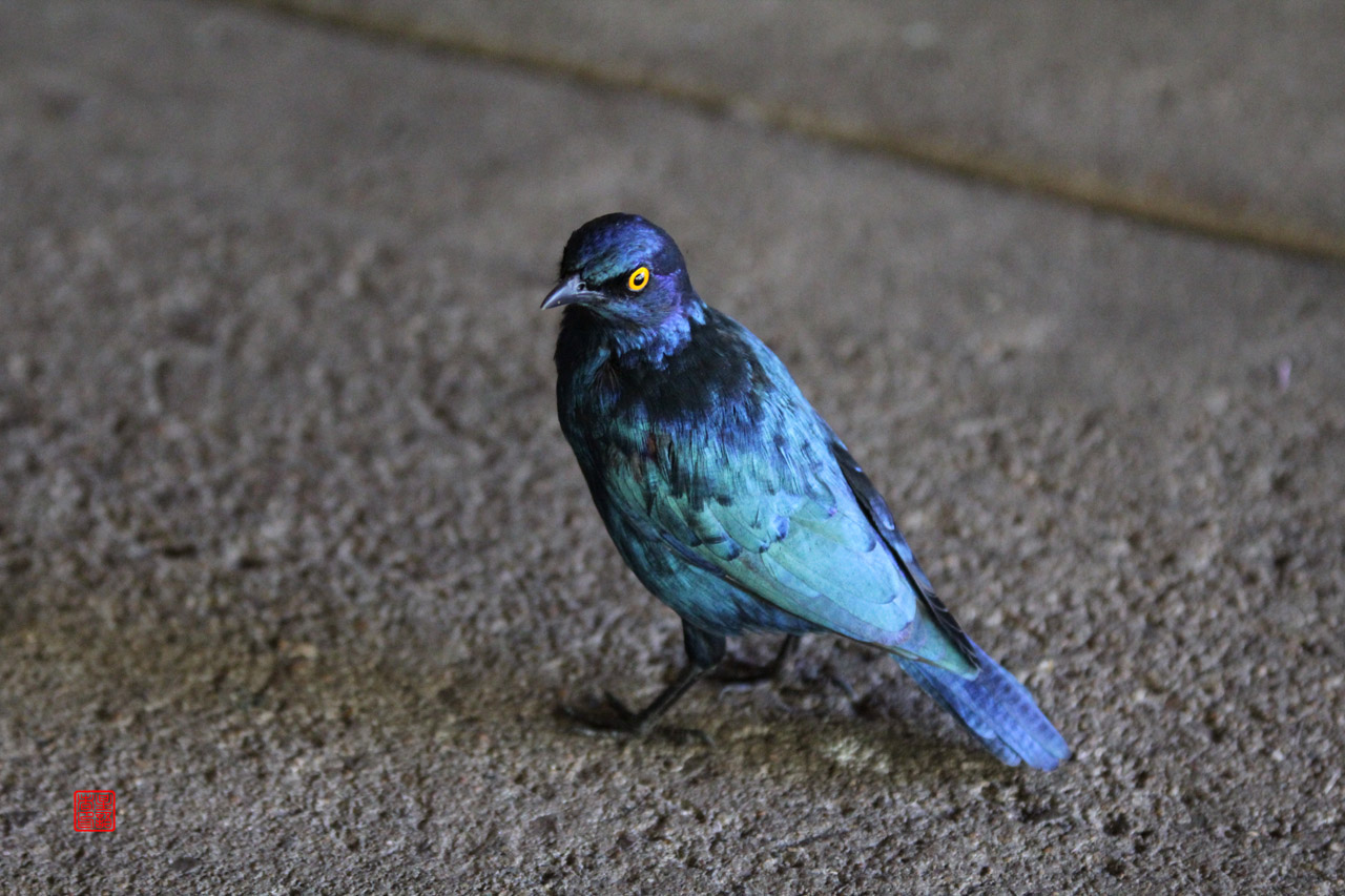 鸟类01辉椋鸟glossy starling.jpg