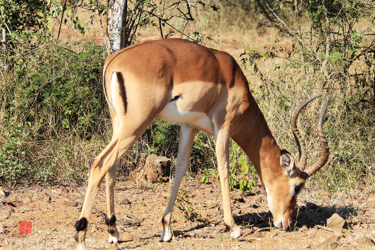 食草动物01黑斑羚impala.jpg