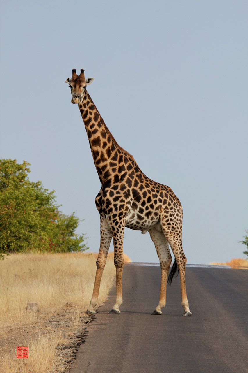 食草动物02南非长颈鹿G.C.giraffa.jpg