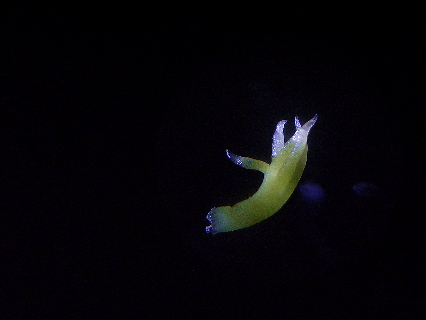 豌豆胚芽芯子