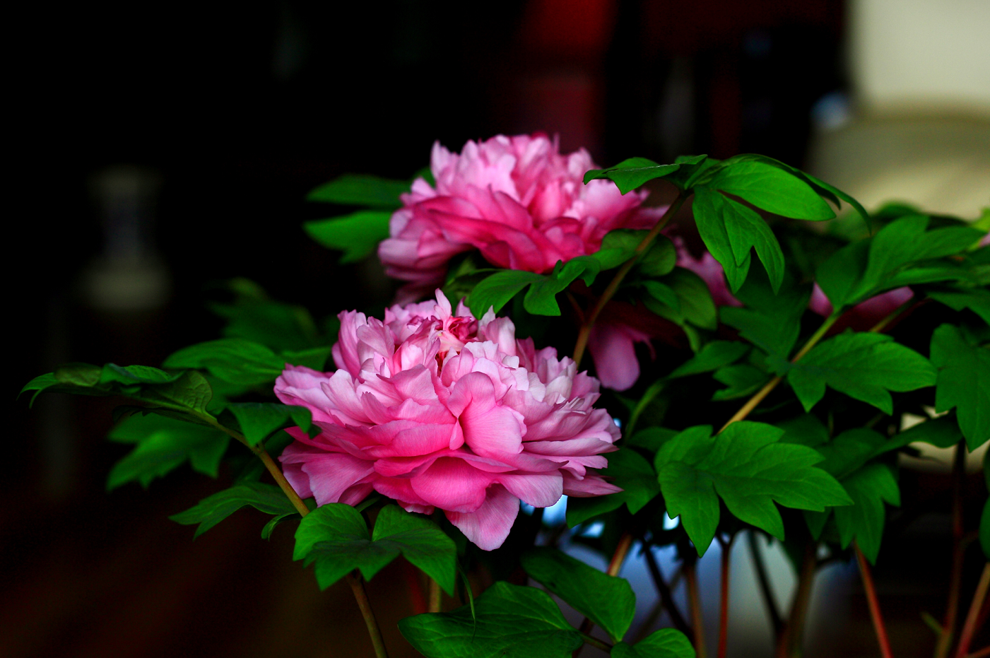QQ截图20130223182508.png