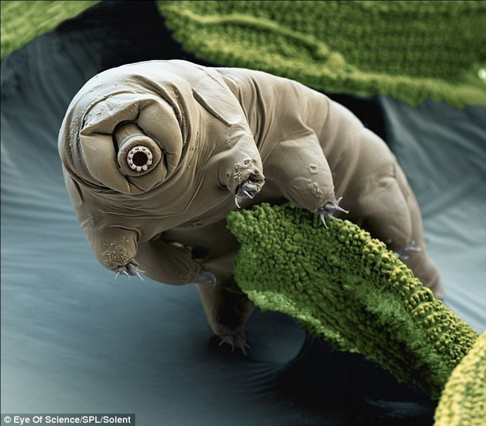 13高倍显微镜下的微生物：水熊虫真空环境可活10天.jpg