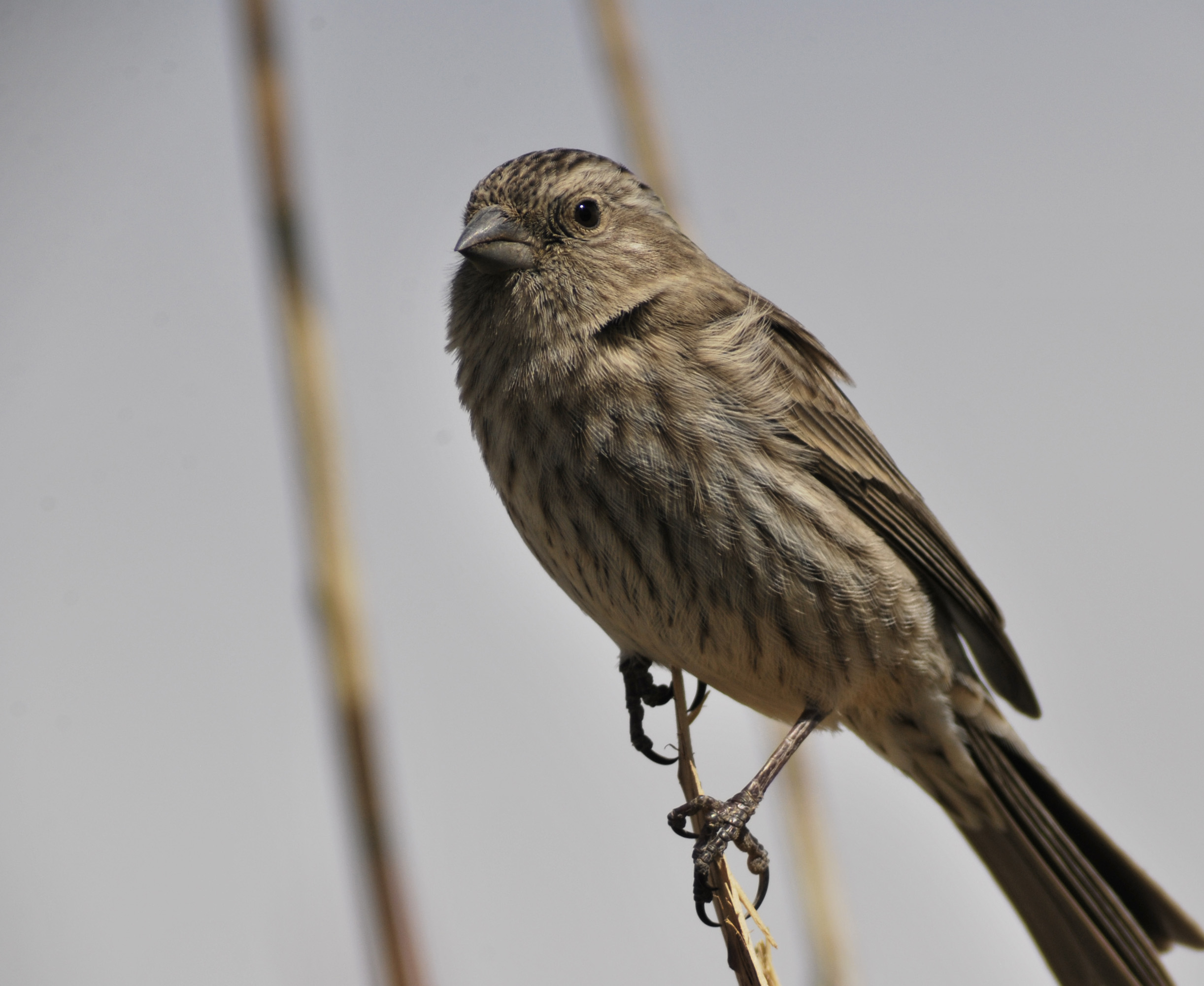 ？？朱雀雌_DSC2348.JPG