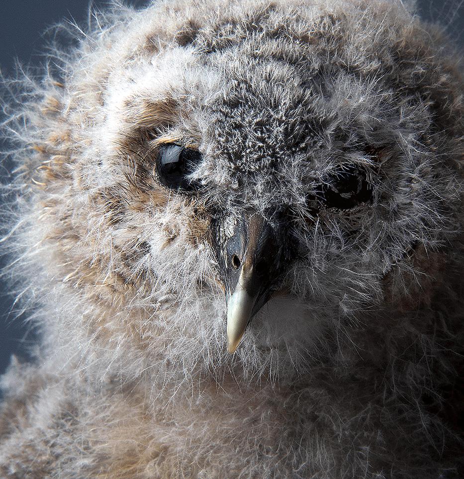 smithsonian-photo-contest-naturalworld-fluffy-owl-baby-phillip-pilkington.jpg