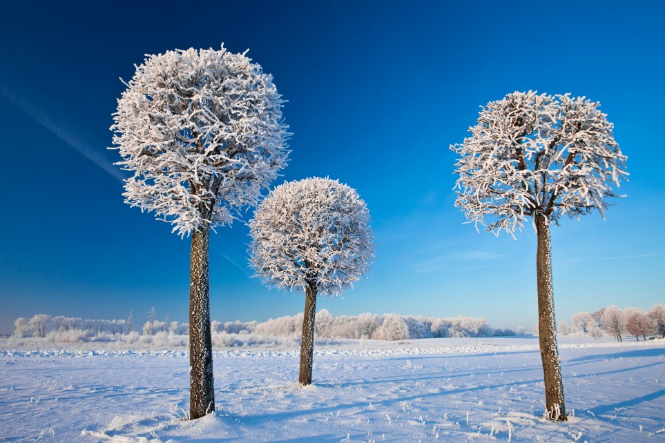 Snowy-tree-lollipops-963.jpg