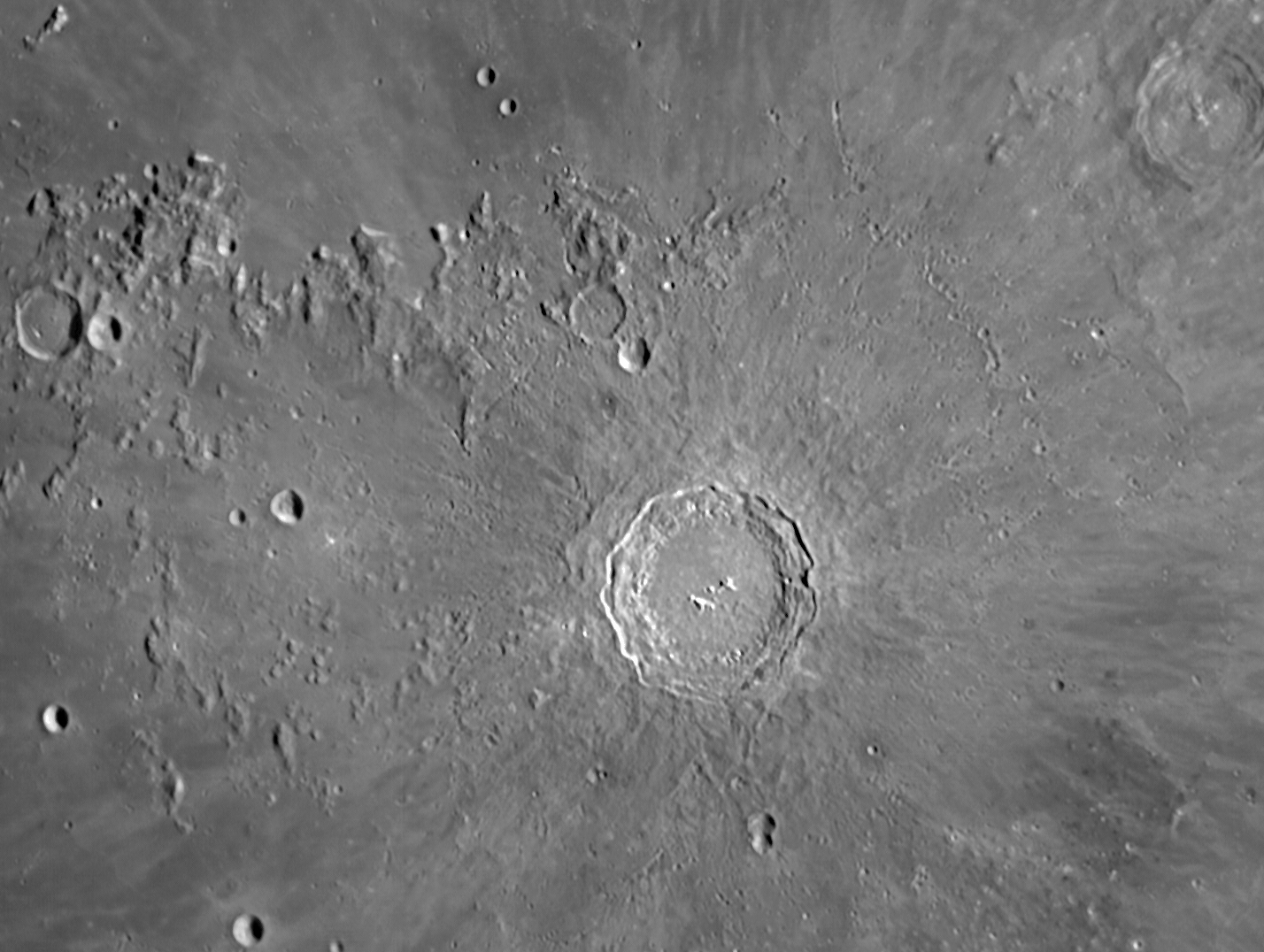 Copernicus  sp.jpg