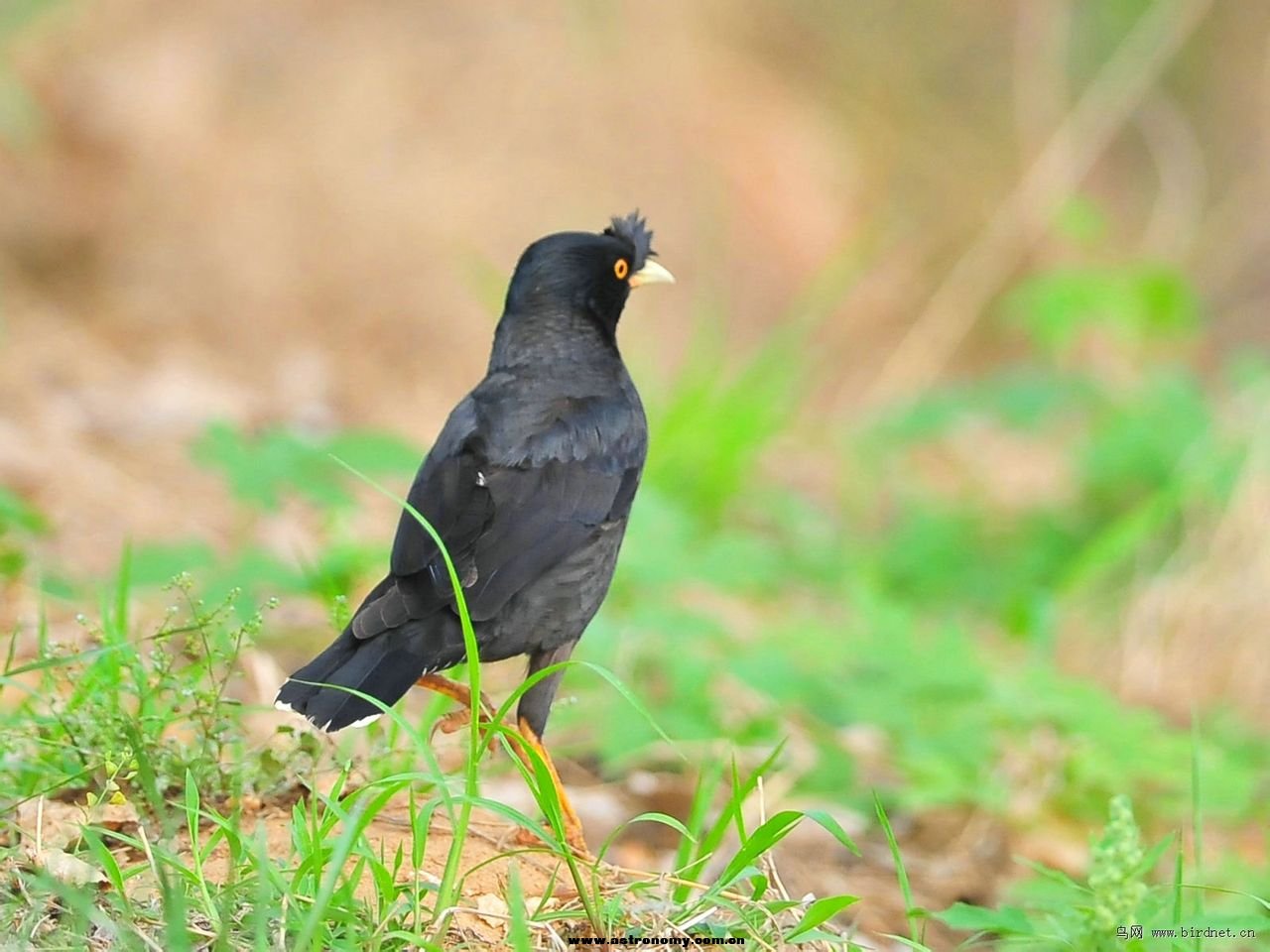 heic0109a.jpg