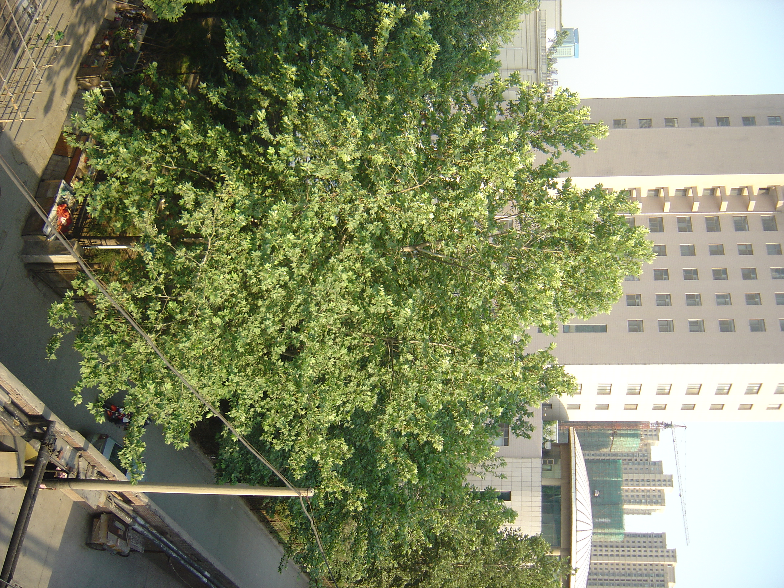 DSC00153.JPG
