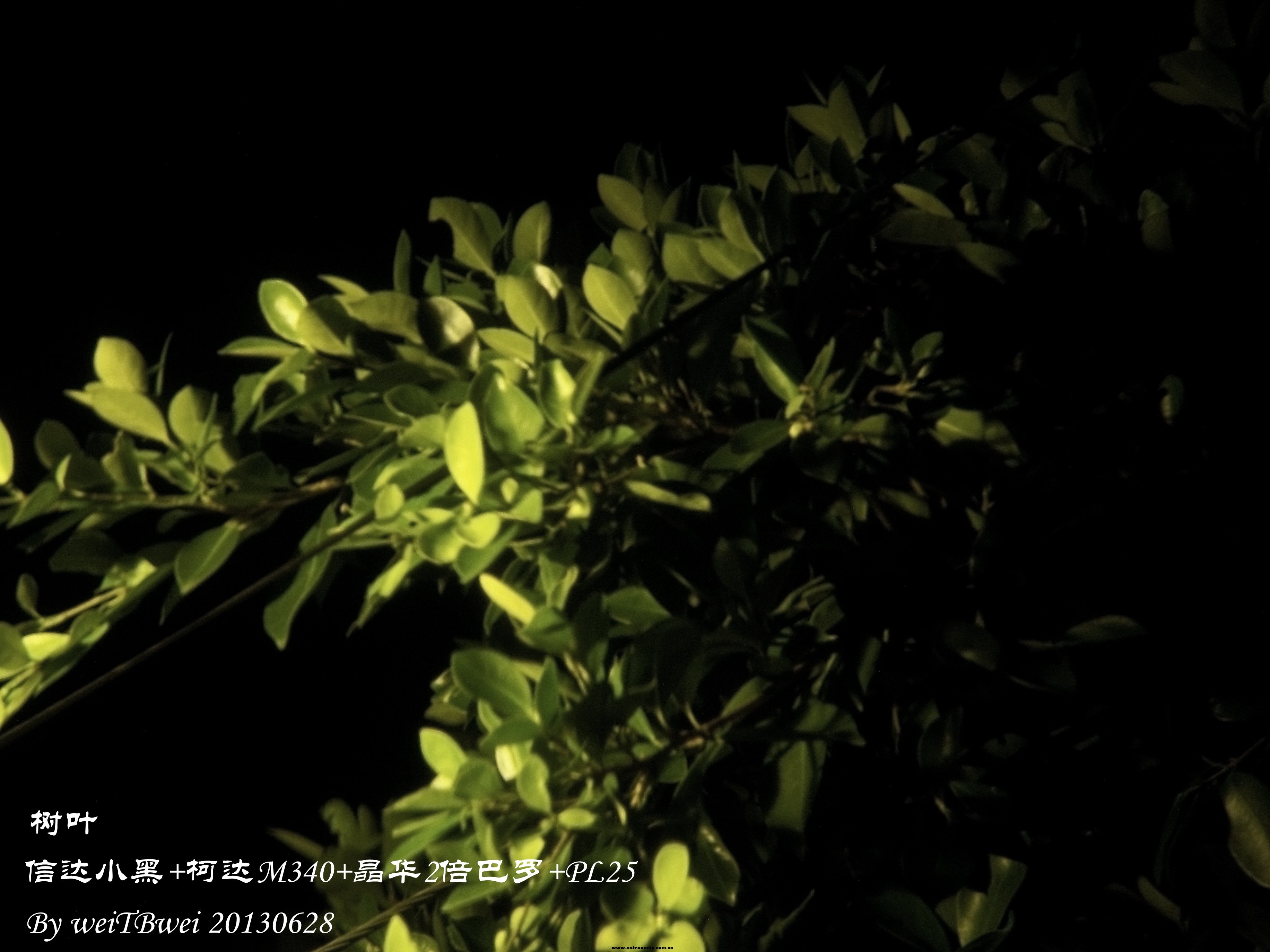 树叶