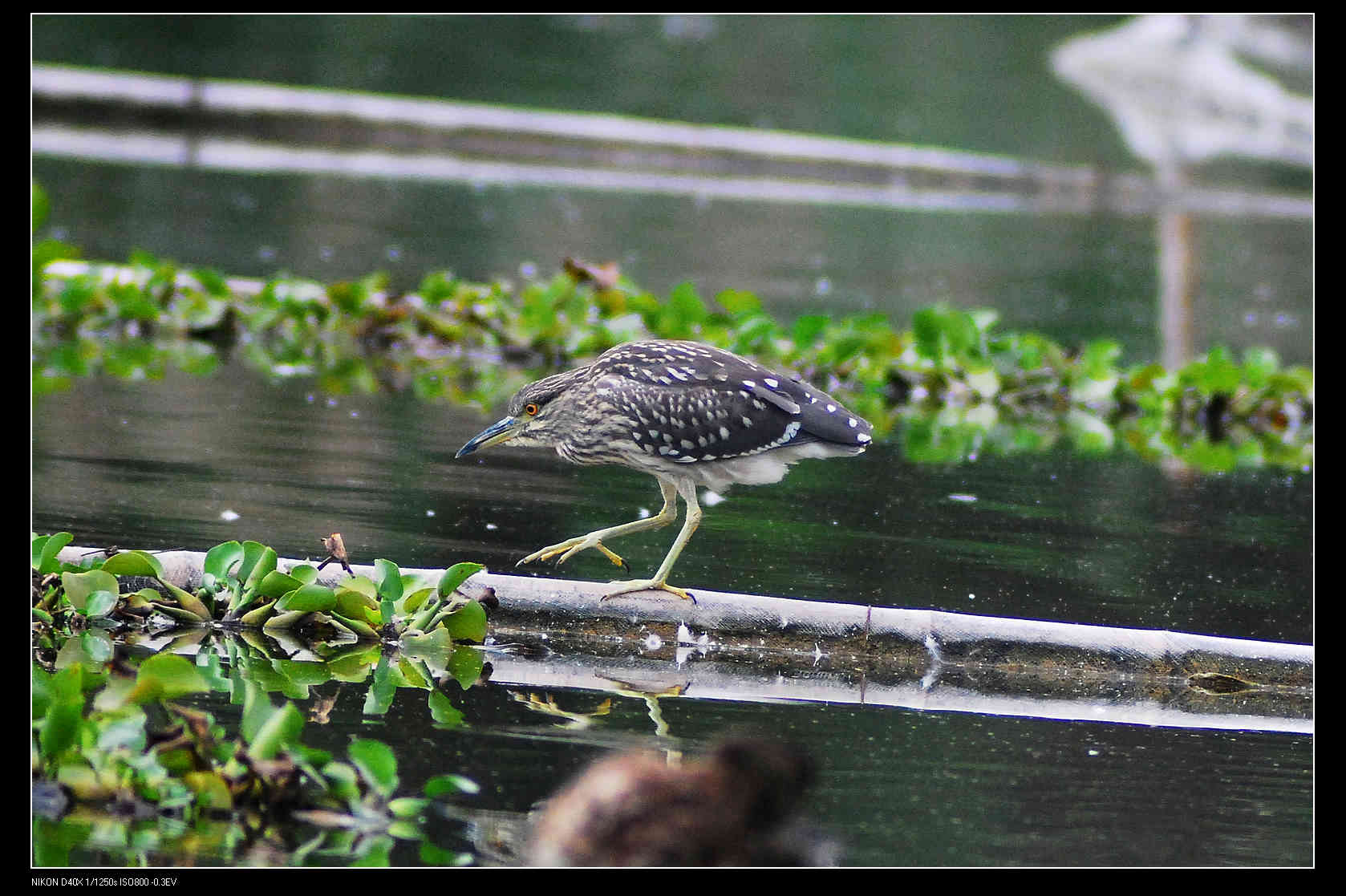 Black-crowned Night Heron 2.jpg