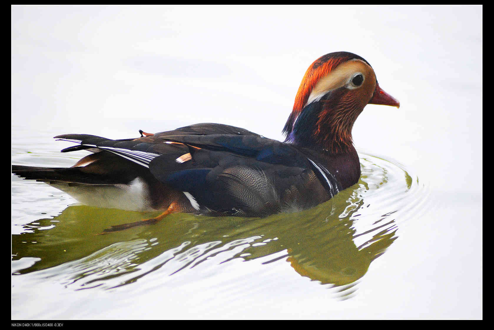 Mandarin Duck.jpg