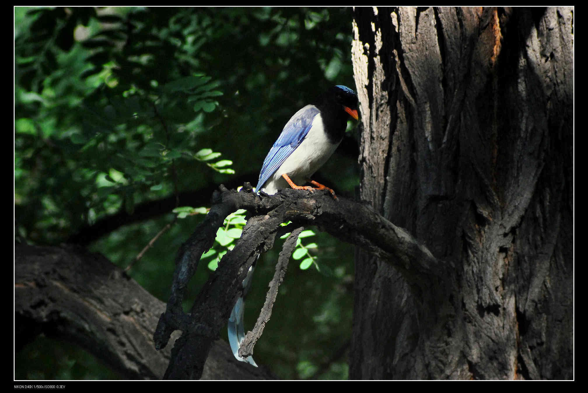 圆明园 Red-billed Blue Magpie 红嘴蓝鹊  1.jpg