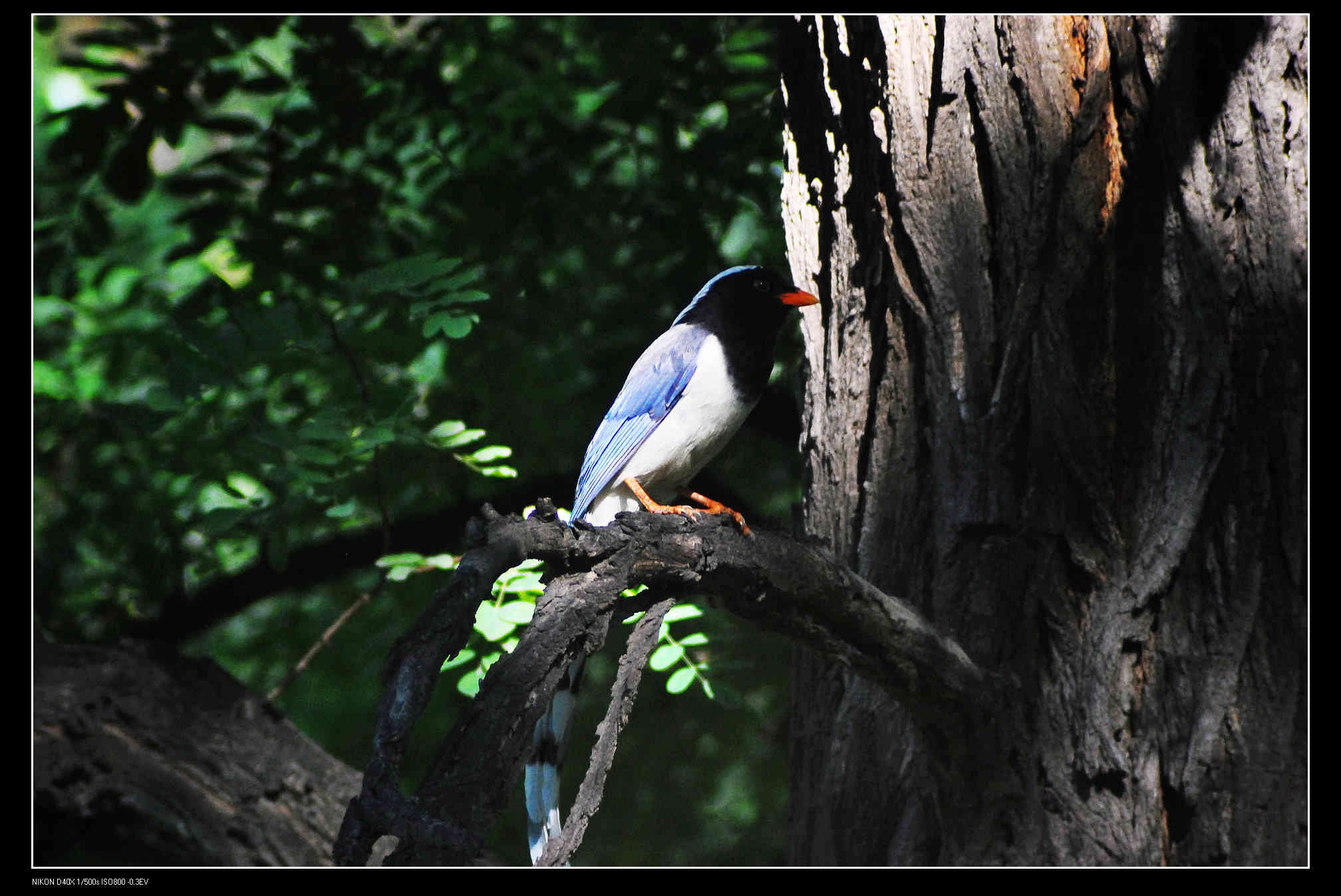 圆明园 Red-billed Blue Magpie 红嘴蓝鹊  2.jpg