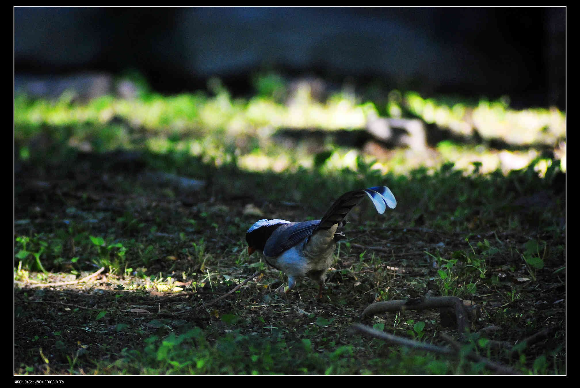 圆明园 Red-billed Blue Magpie 红嘴蓝鹊  3.jpg