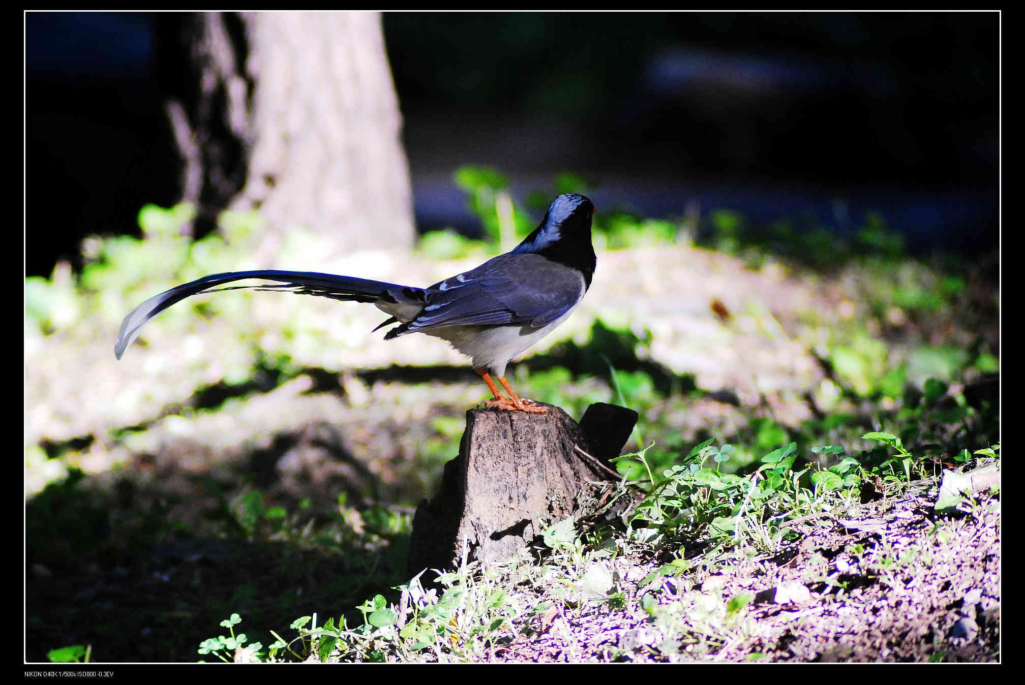 圆明园 Red-billed Blue Magpie 红嘴蓝鹊  4.jpg