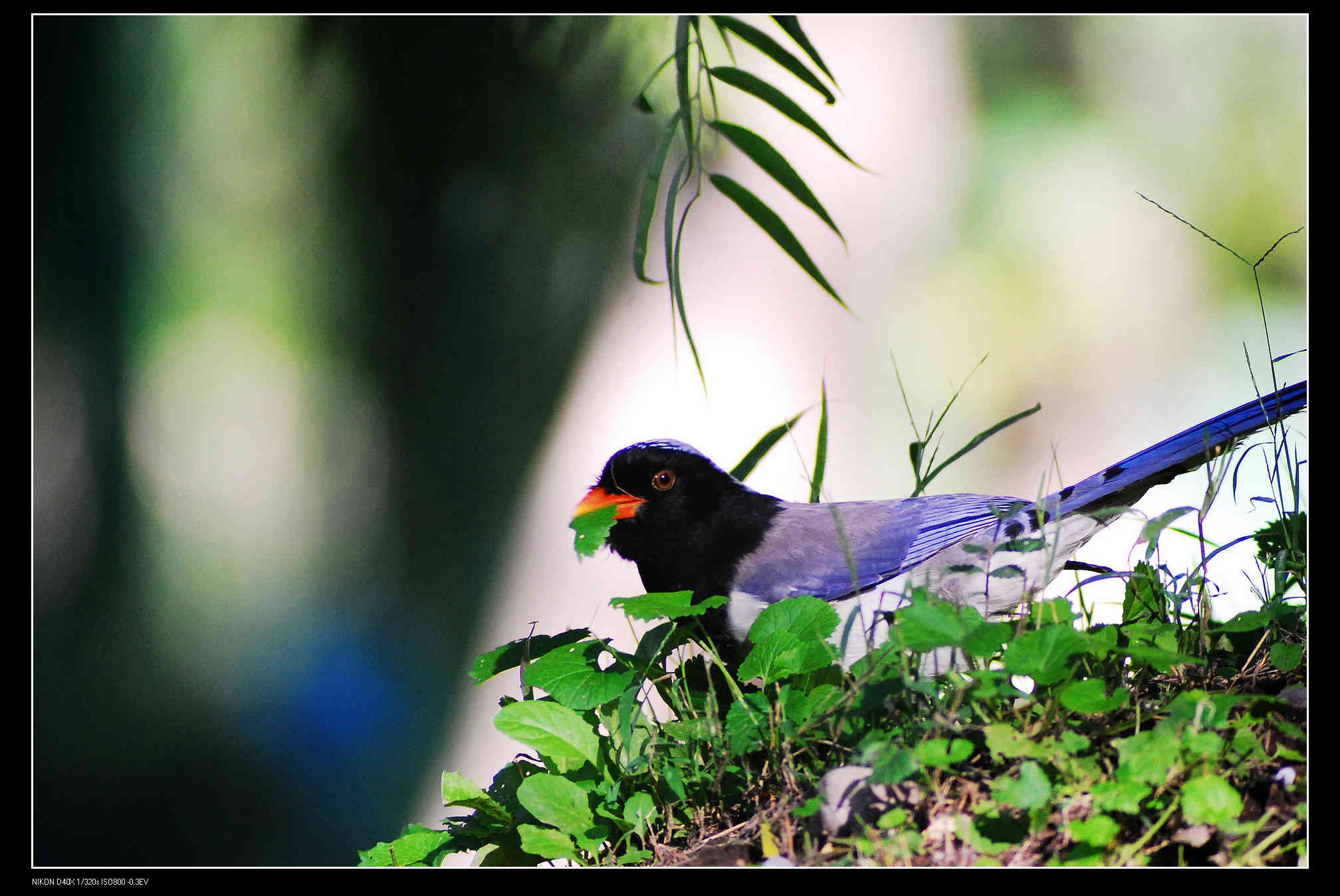 圆明园 Red-billed Blue Magpie 红嘴蓝鹊  9.jpg