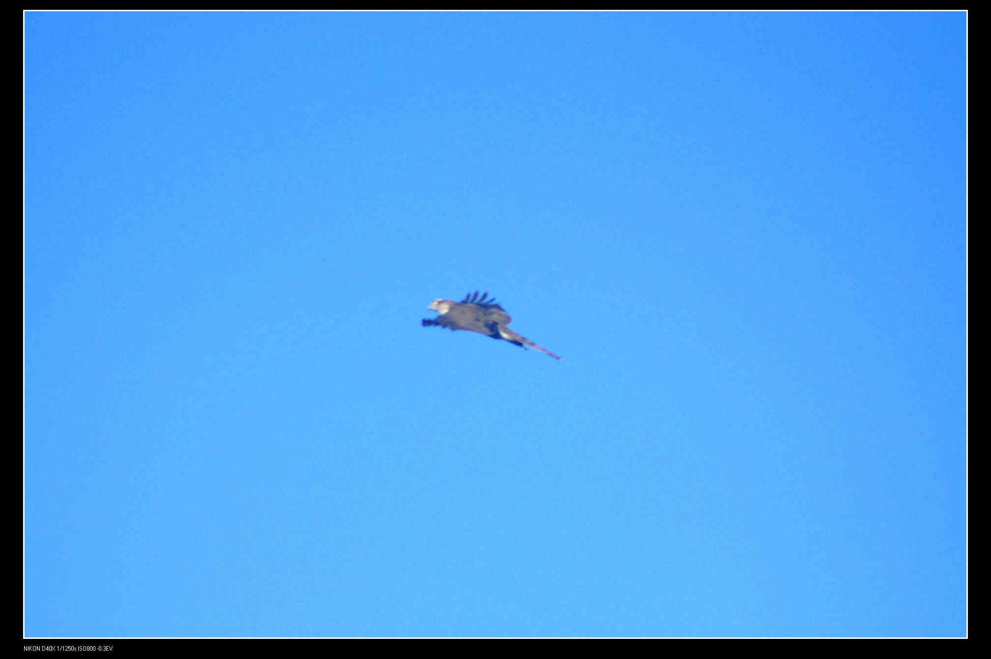 圆明园 Eastern Marsh Harrier 白腹鹞 2.jpg