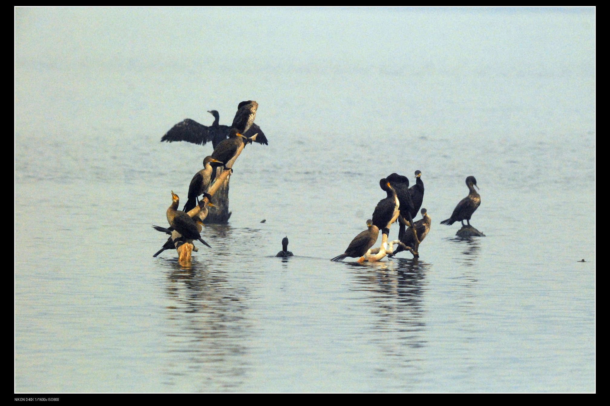 沙河水库Great Cormorant普通鸬鹚 8.jpg