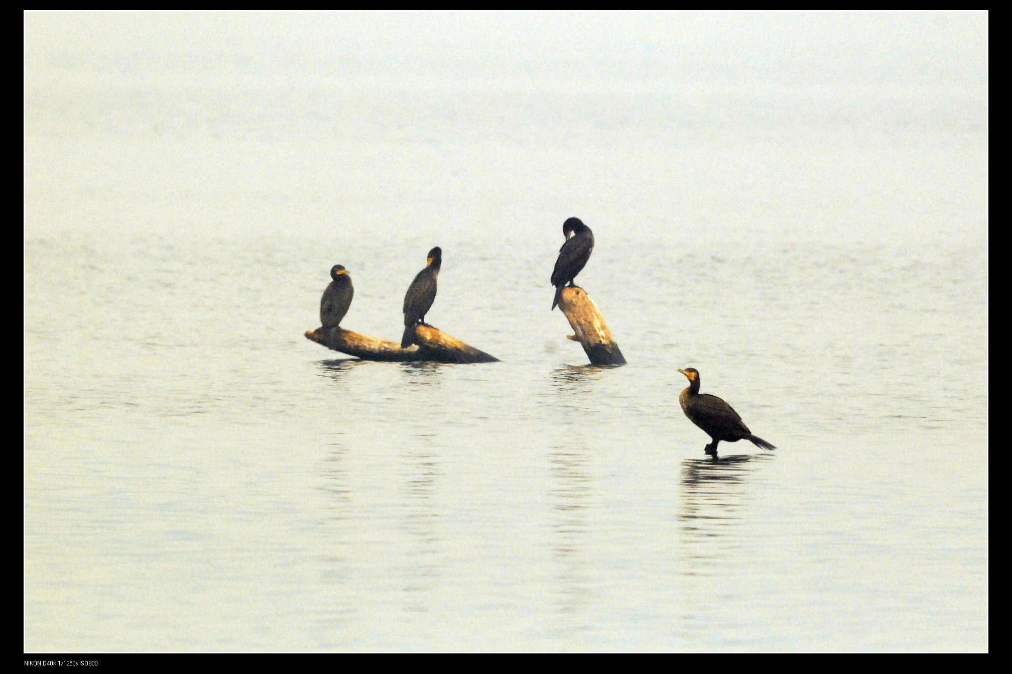 沙河水库Great Cormorant普通鸬鹚 5.jpg