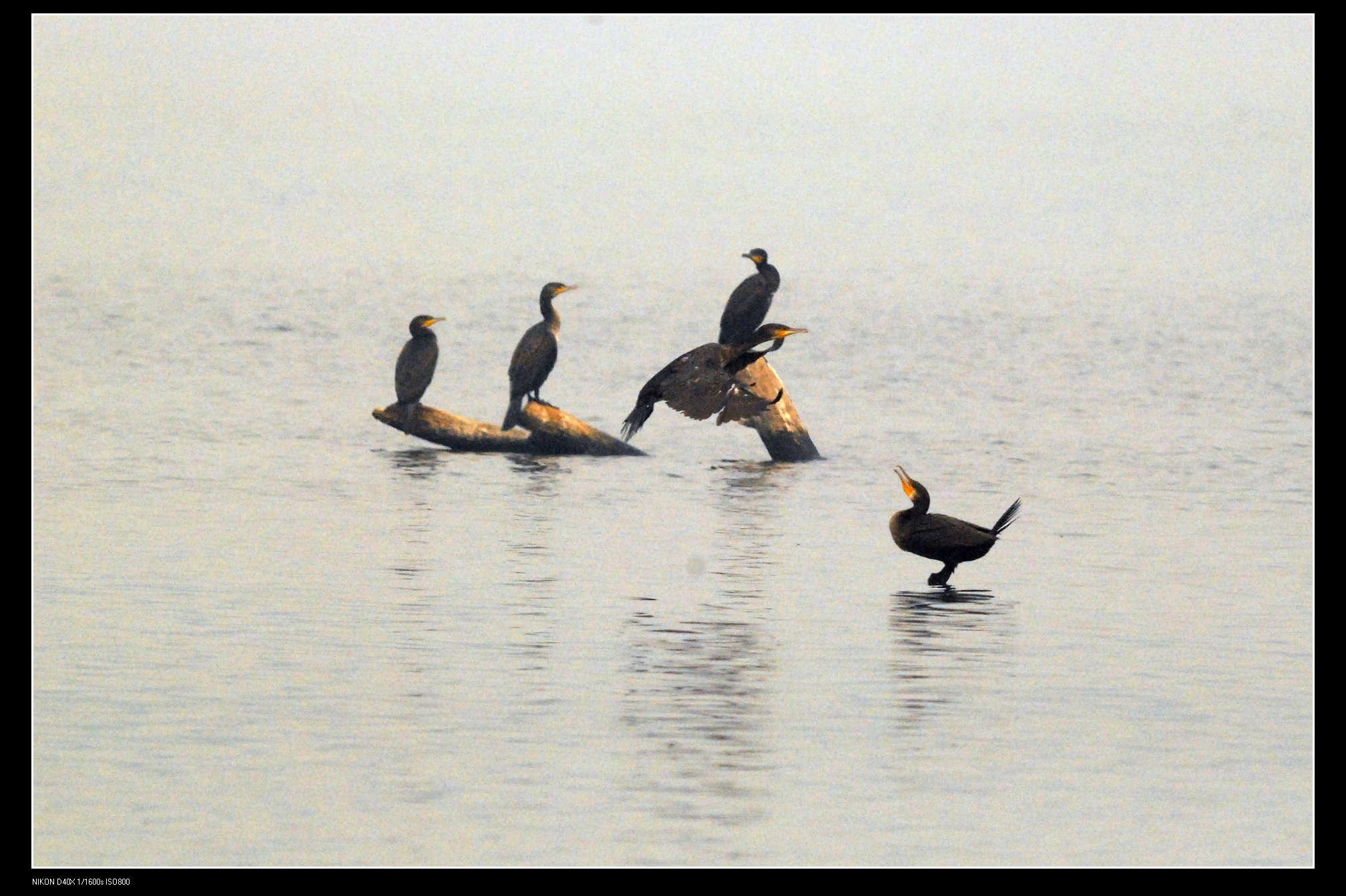 沙河水库Great Cormorant普通鸬鹚 14.jpg