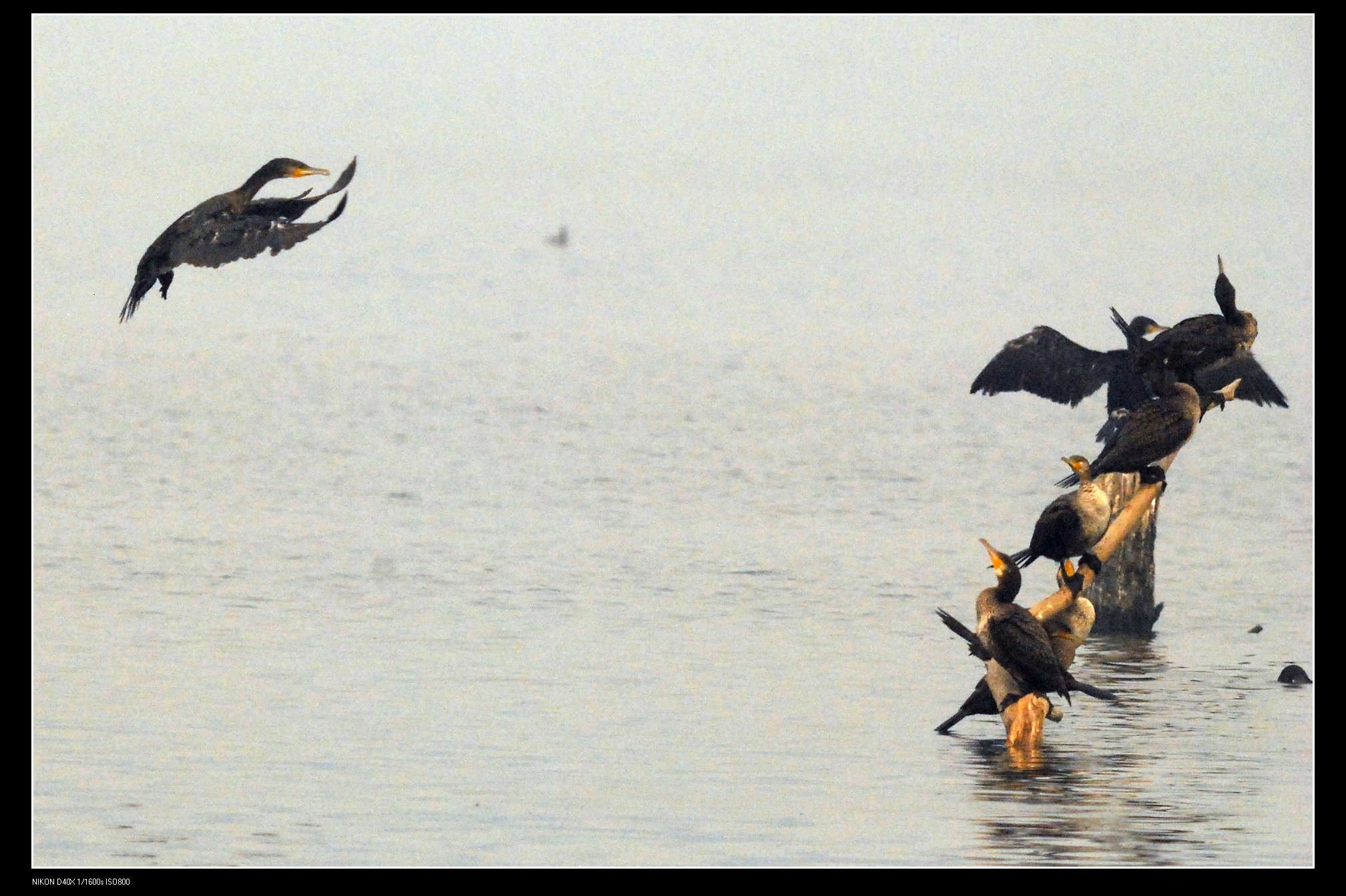 沙河水库Great Cormorant普通鸬鹚 15.jpg