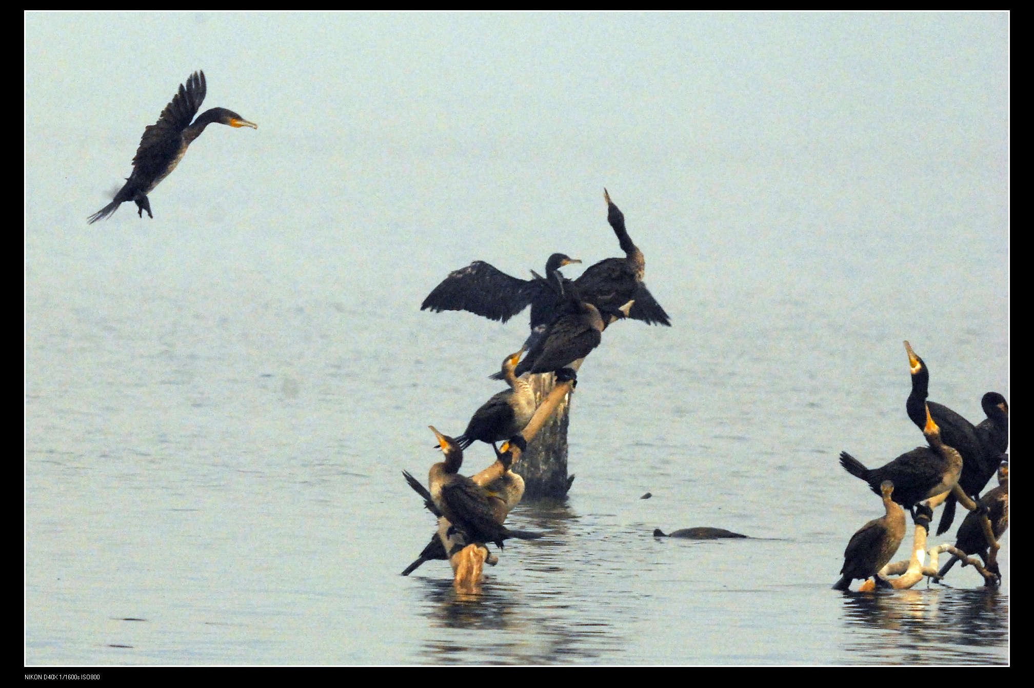 沙河水库Great Cormorant普通鸬鹚 16.jpg