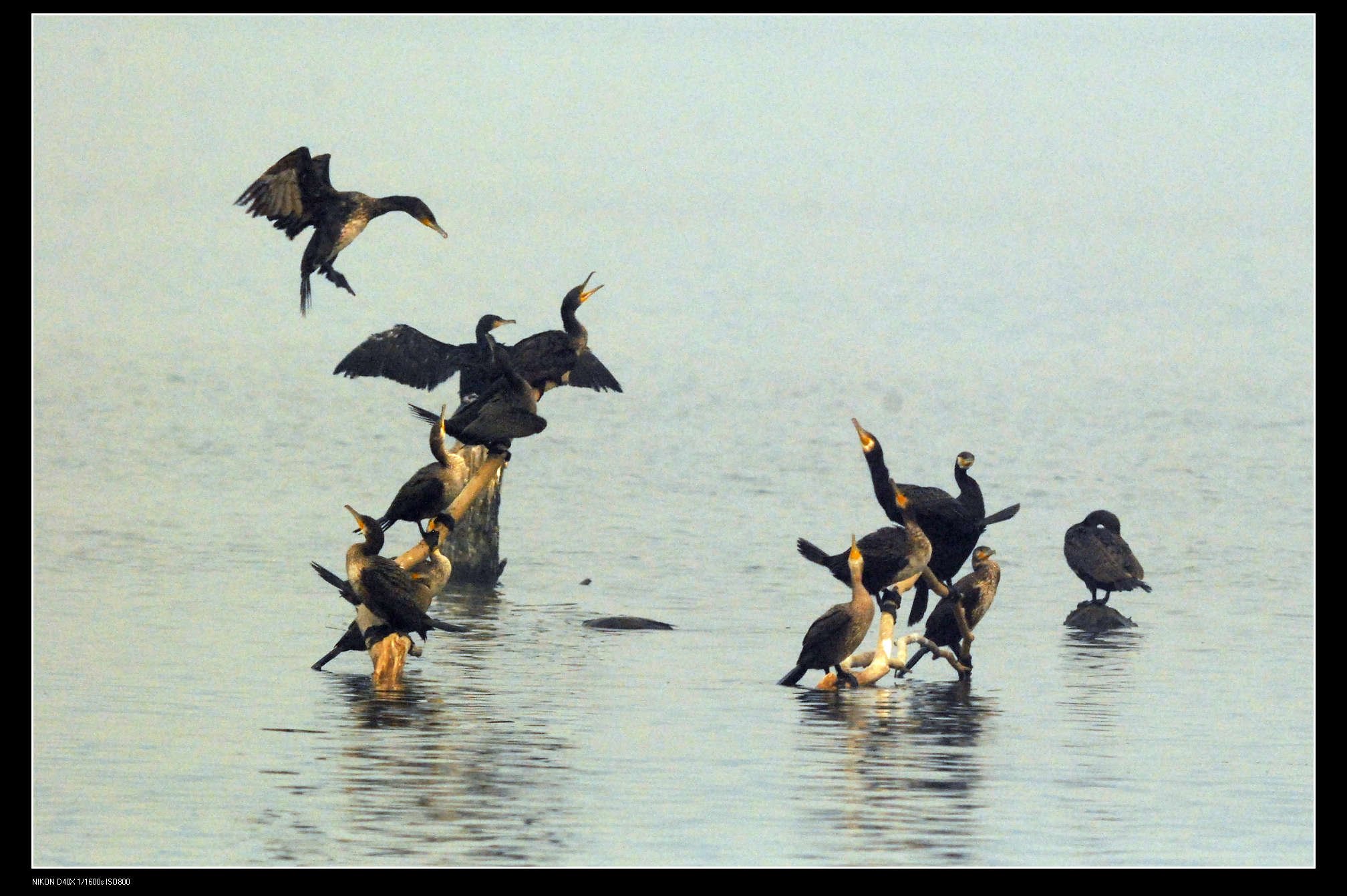 沙河水库Great Cormorant普通鸬鹚 17.jpg