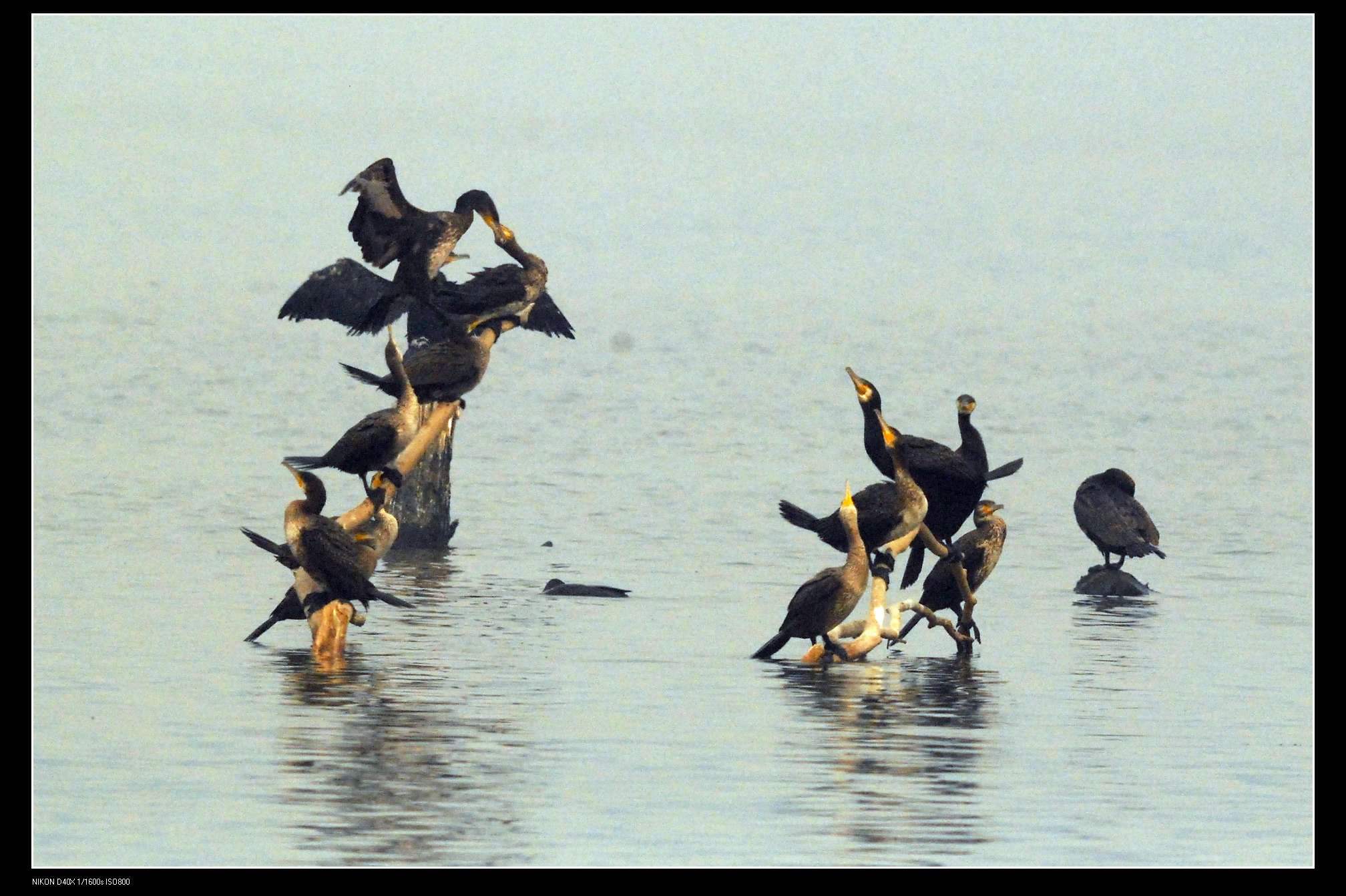 沙河水库Great Cormorant普通鸬鹚 18.jpg