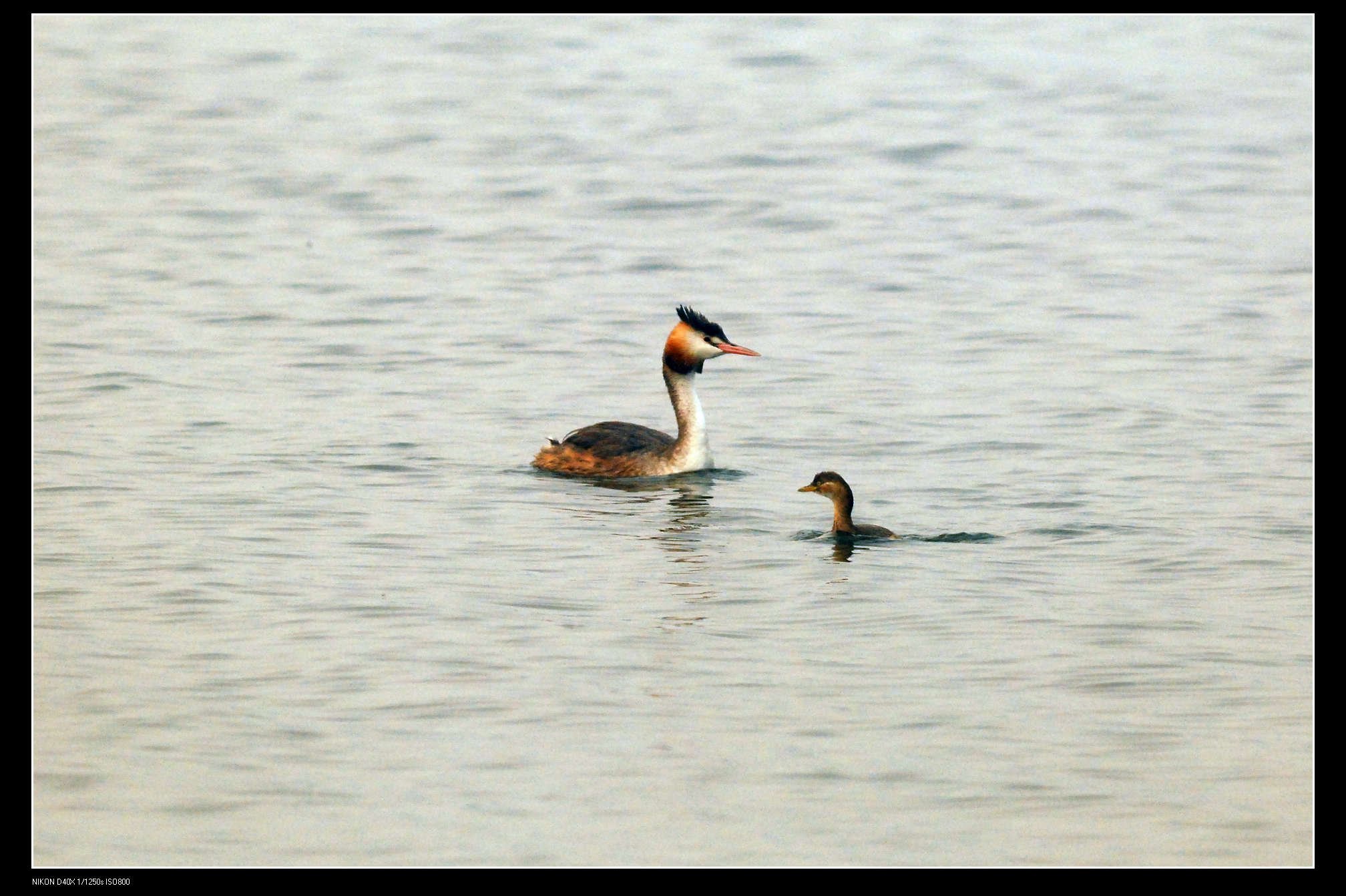 沙河水库 Great Crested Grebe 凤头 2.jpg