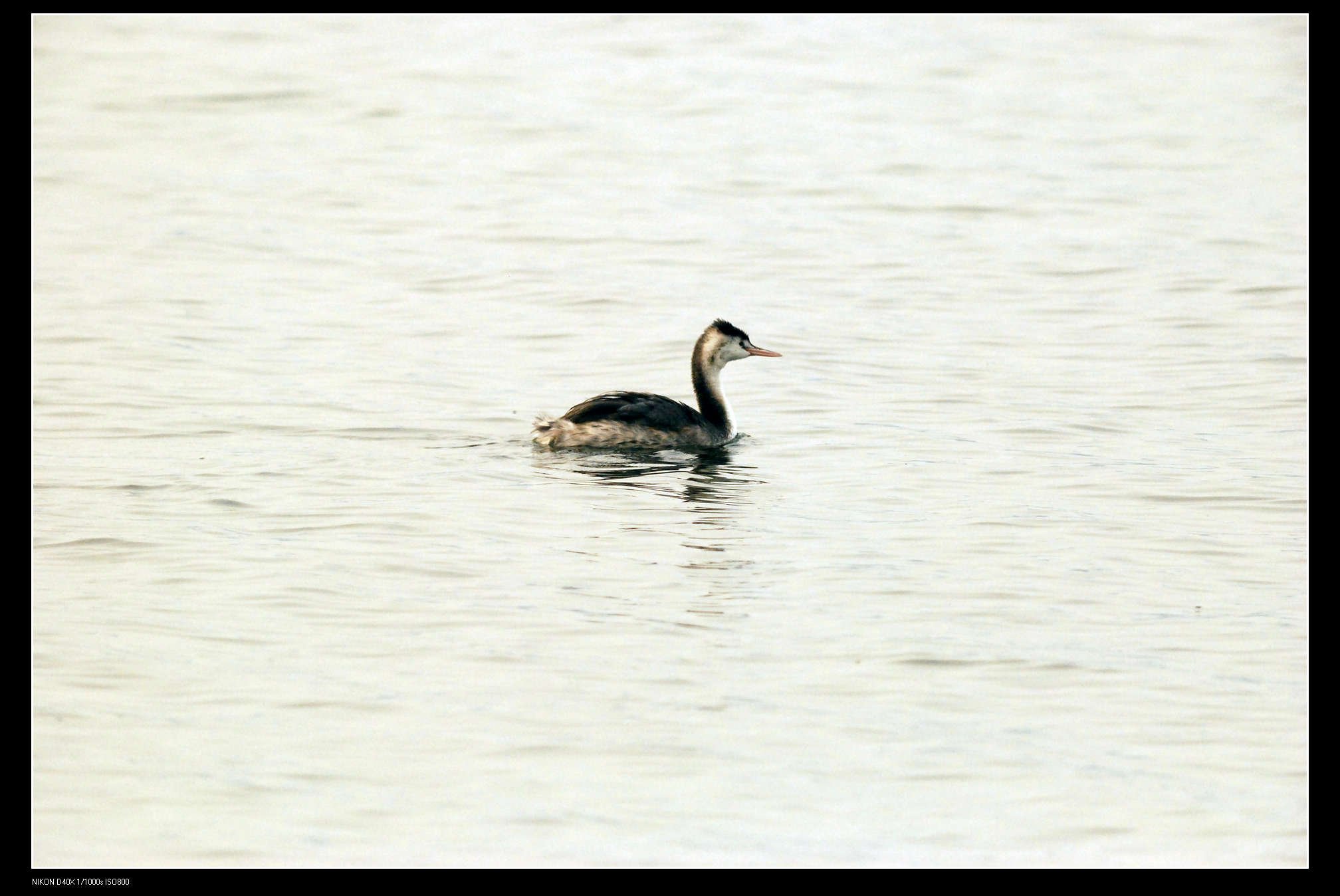 沙河水库 Great Crested Grebe 凤头 7.jpg