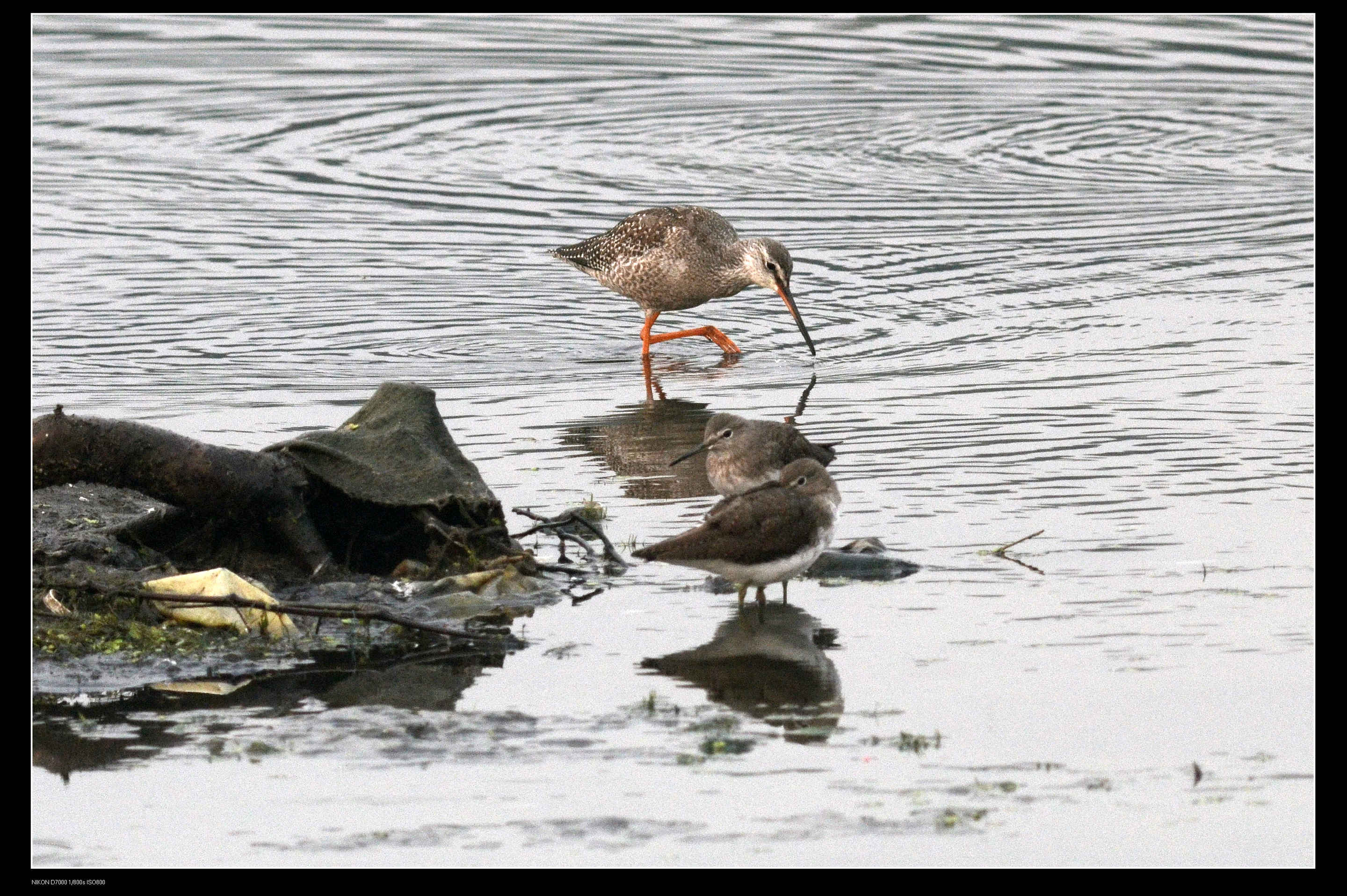 温榆河 Common Redshank 红脚鹬 4.jpg