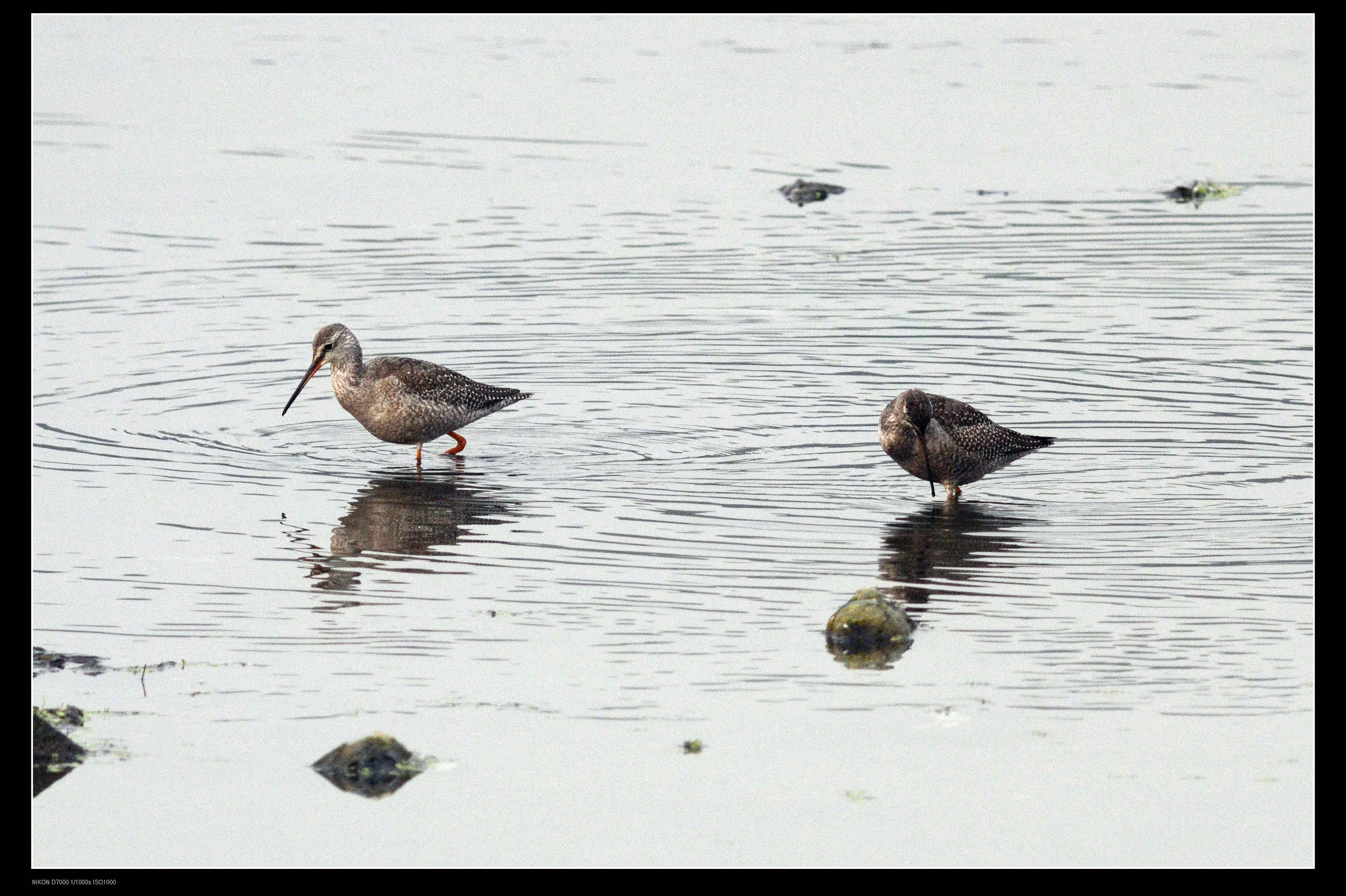 温榆河 Common Redshank 红脚鹬 6.jpg