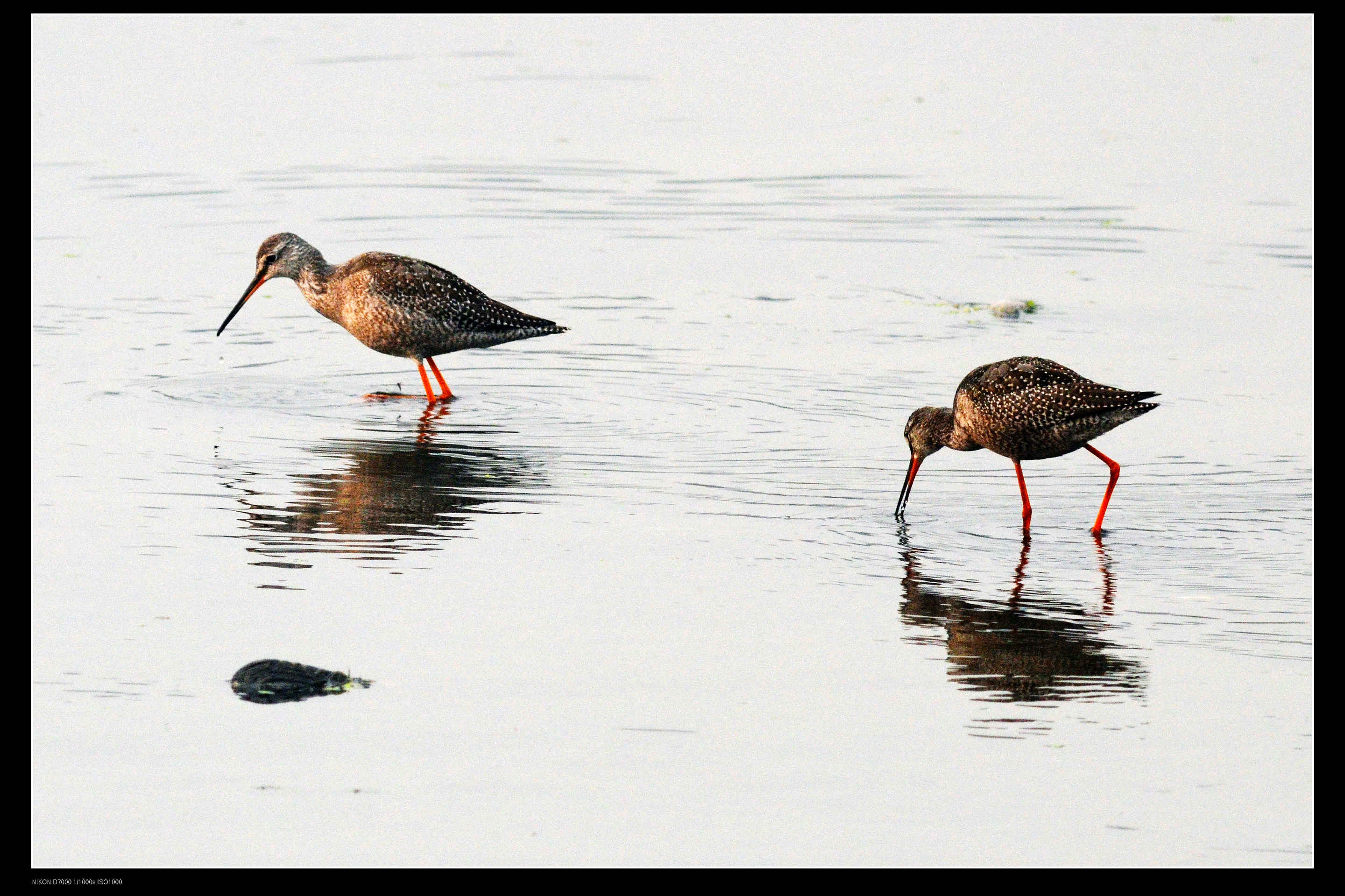 温榆河 Common Redshank 红脚鹬 8.jpg