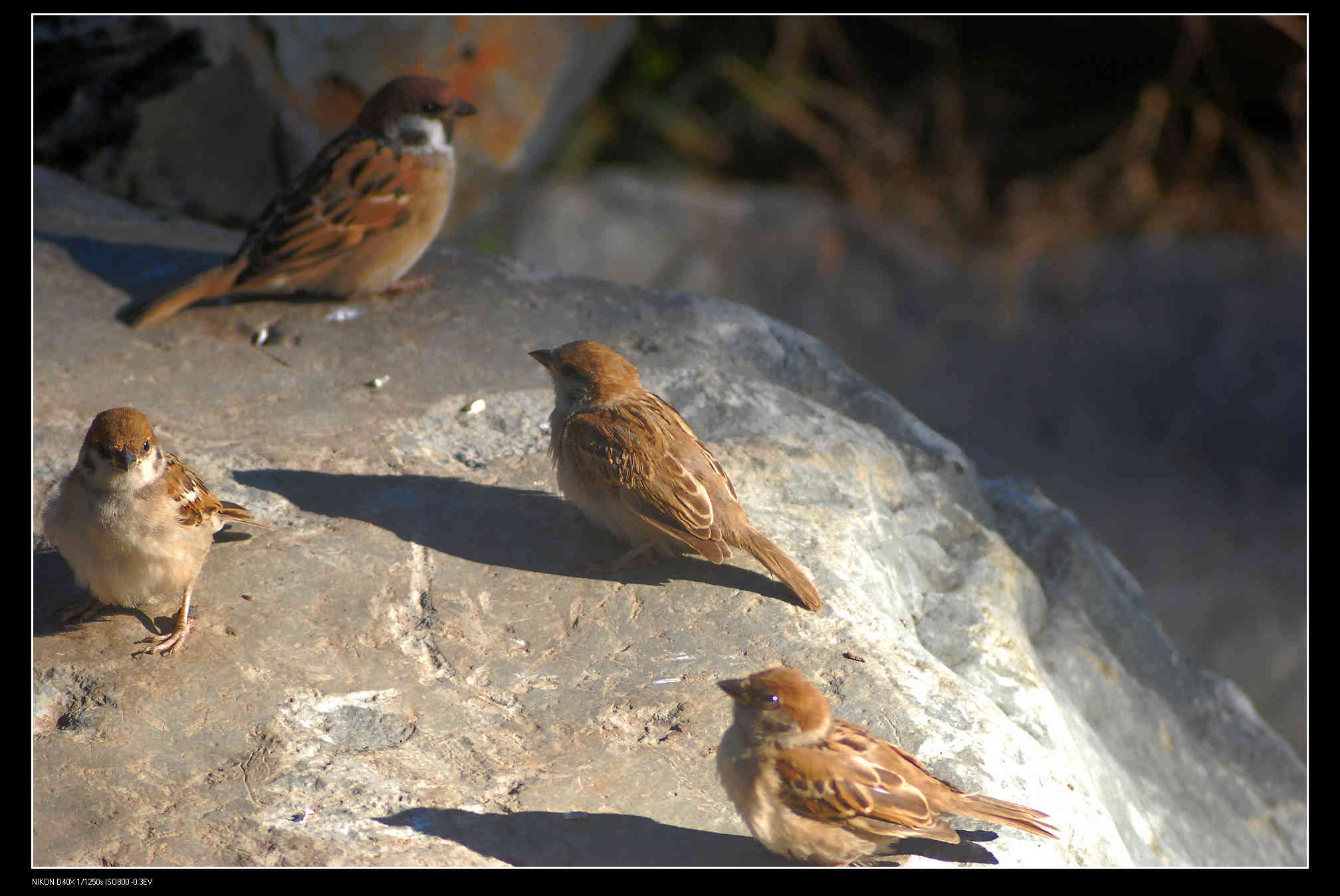 圆明园 Sparrow 麻雀.jpg