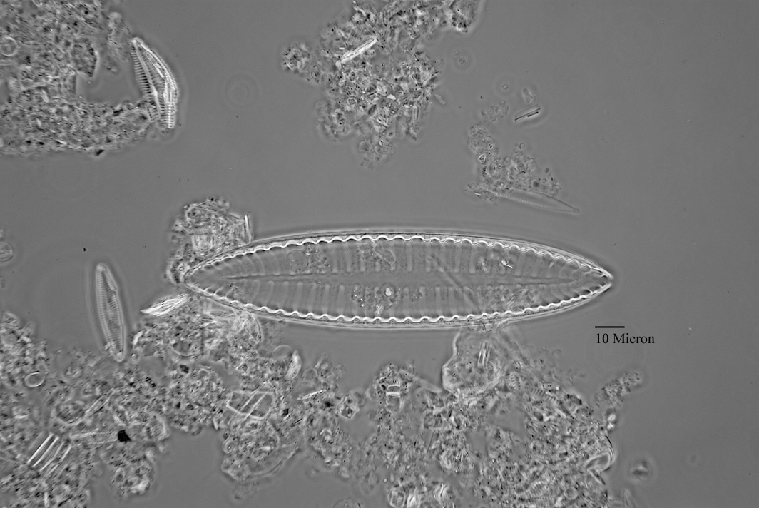 北方硅藻-diatom3.jpg