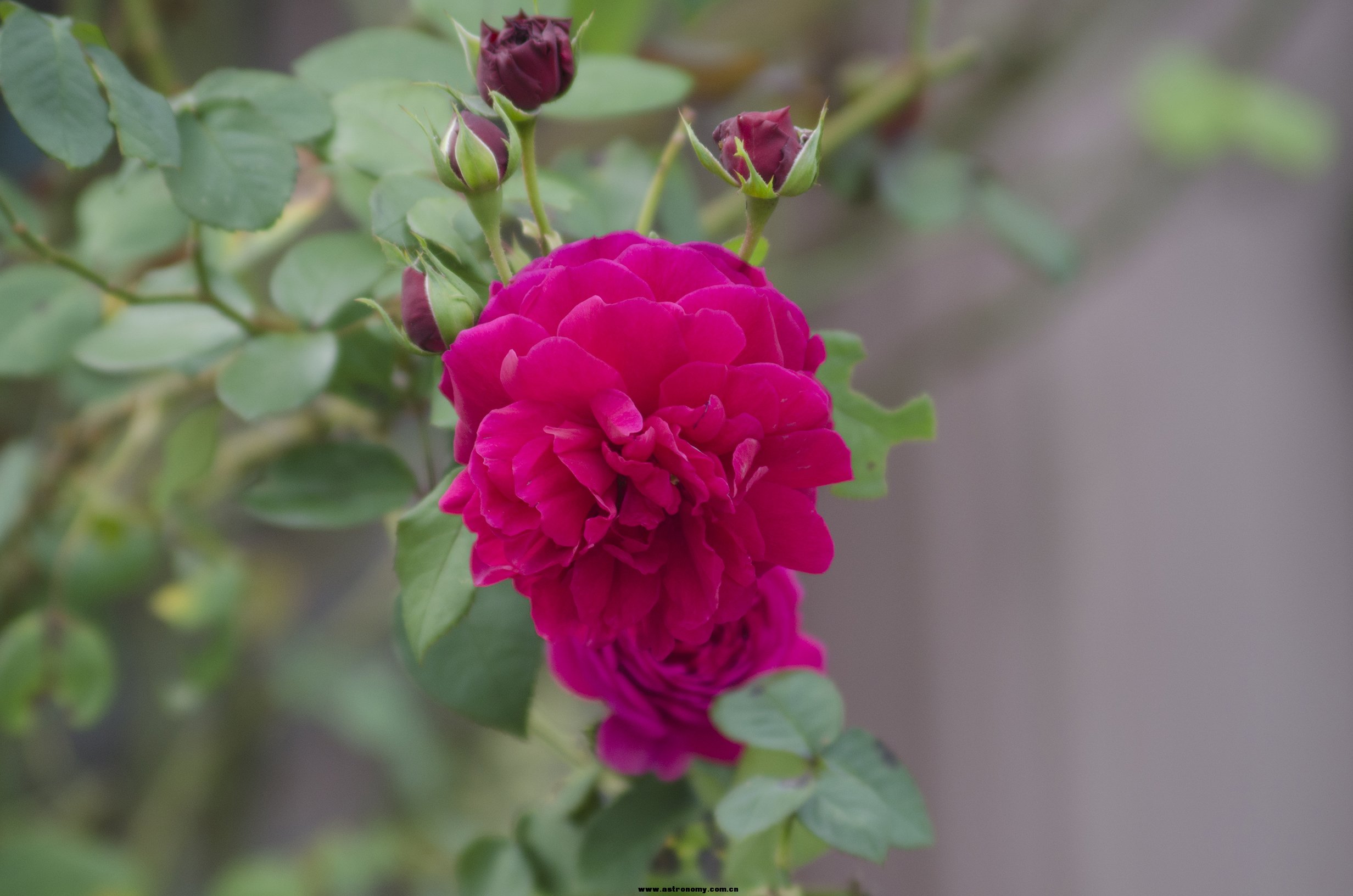 DSC_3490.jpg