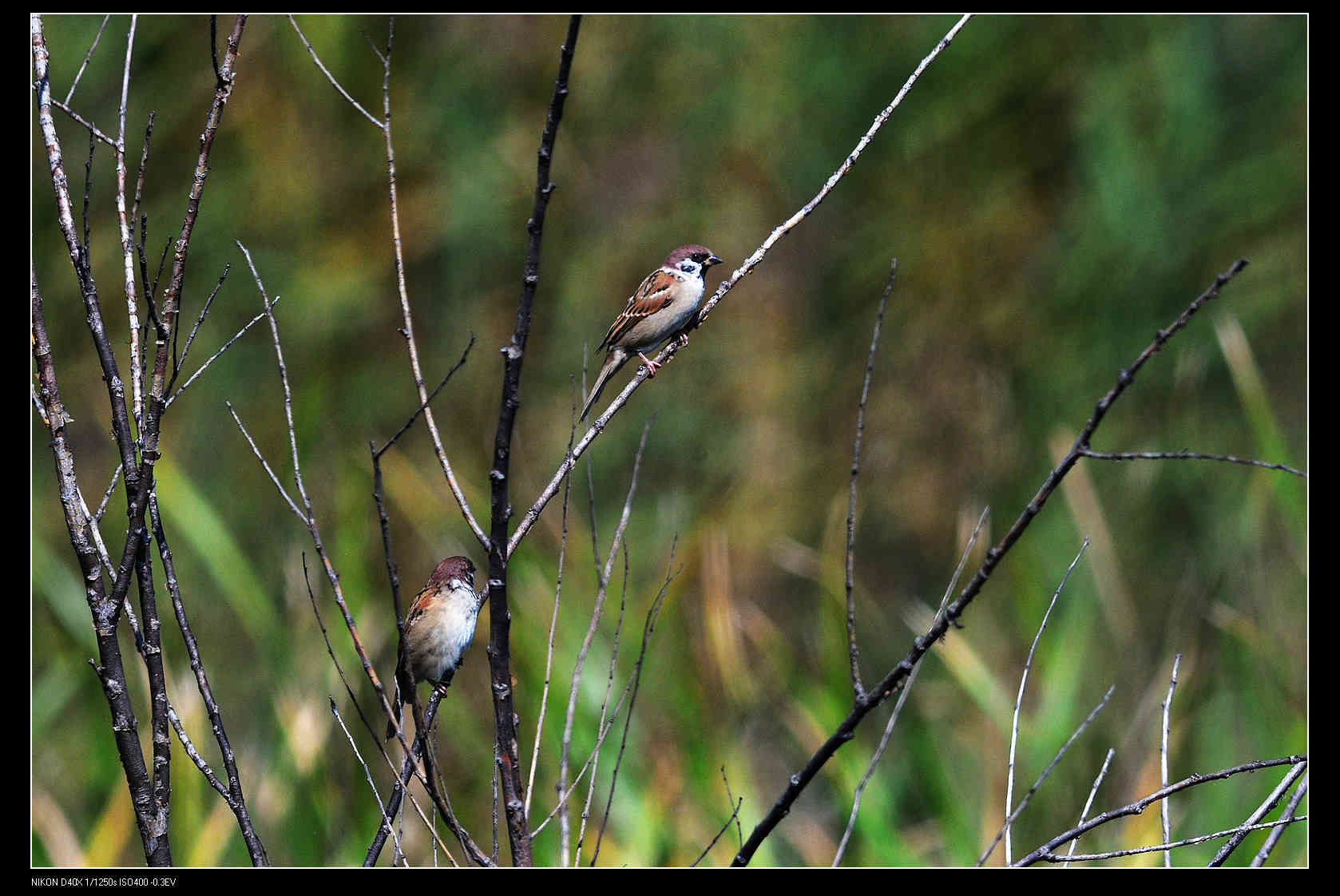 野鸭湖 Sparrow 麻雀.jpg