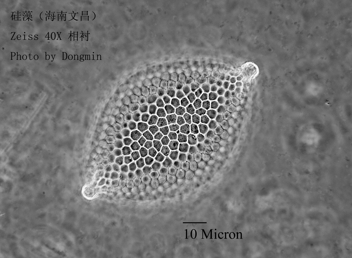 海南 diatom1.jpg