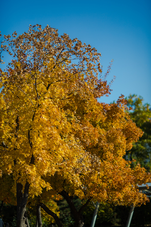 _69A5475.jpg