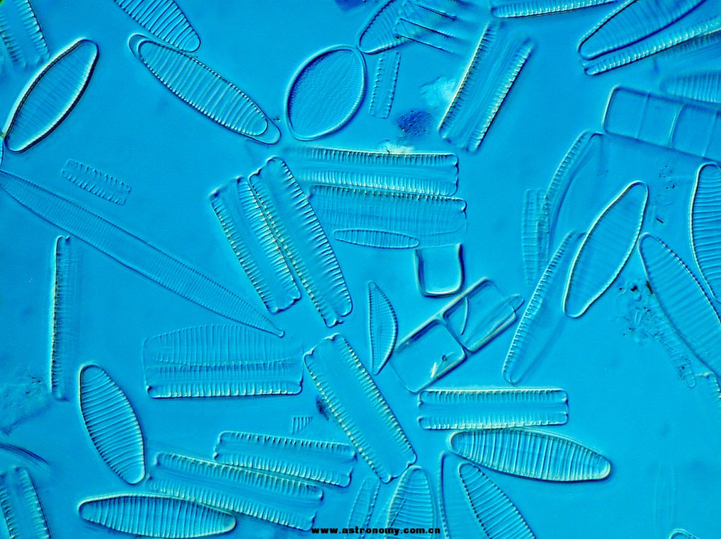 diatom2s.jpg