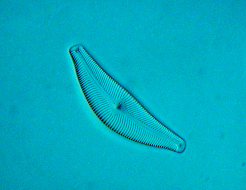 diatom3-4s.jpg