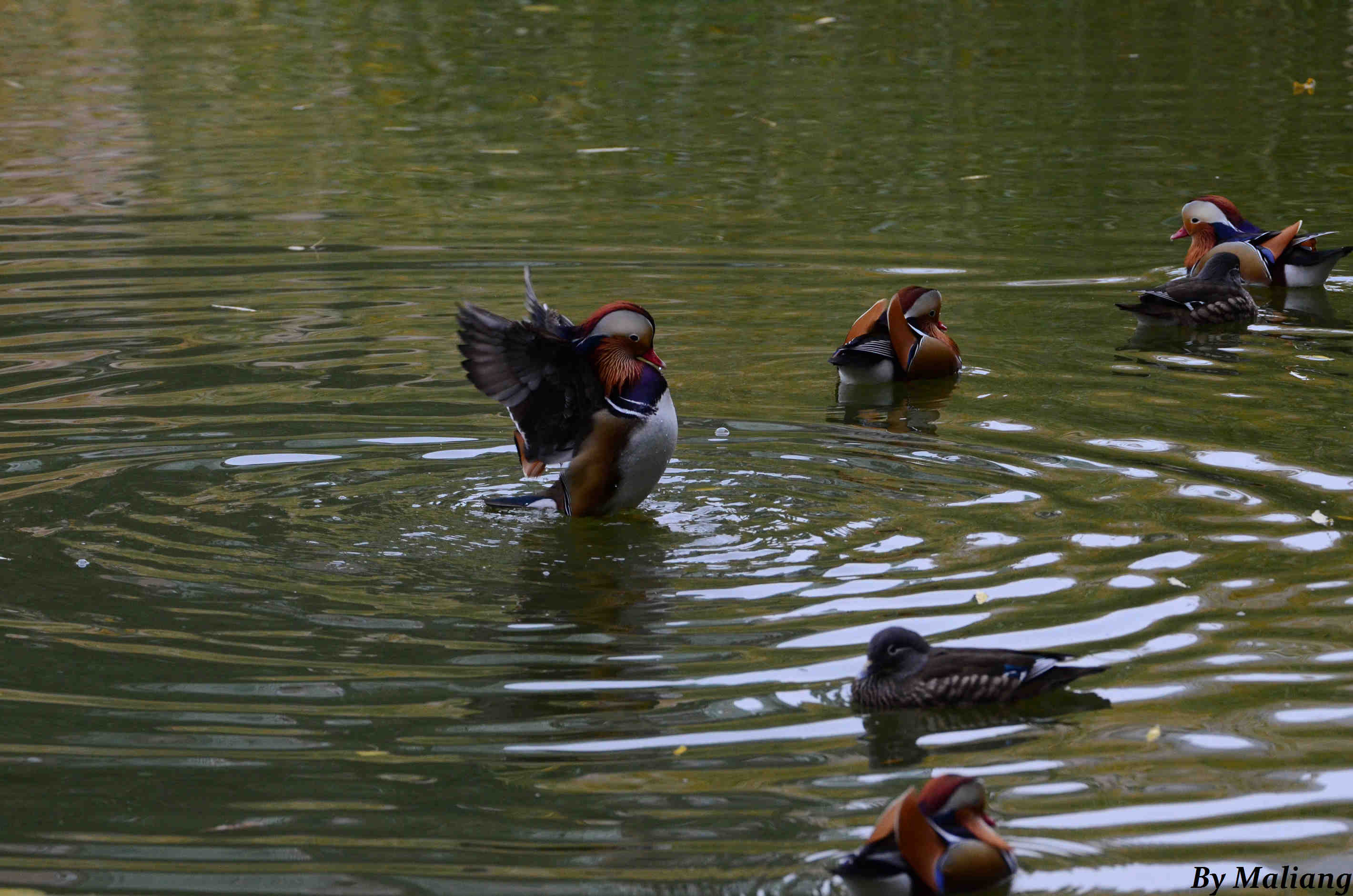 柳荫公园 Mandarin Duck 鸳鸯 9.jpg