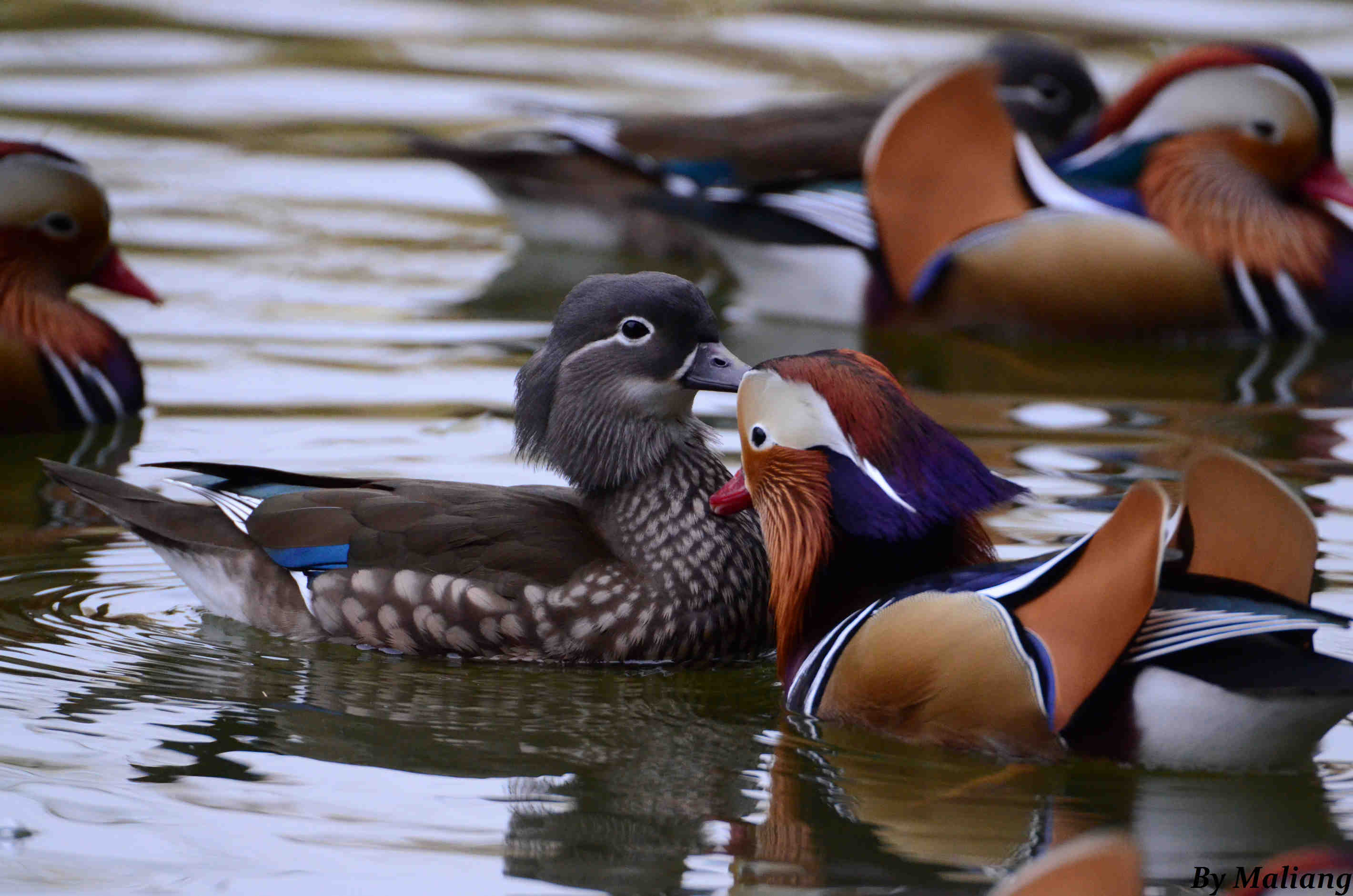 柳荫公园 Mandarin Duck 鸳鸯 5.jpg