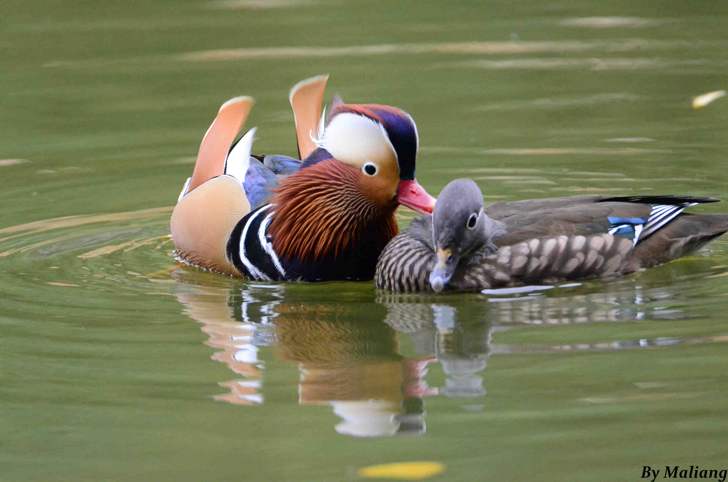 柳荫公园 Mandarin Duck 鸳鸯 6.jpg