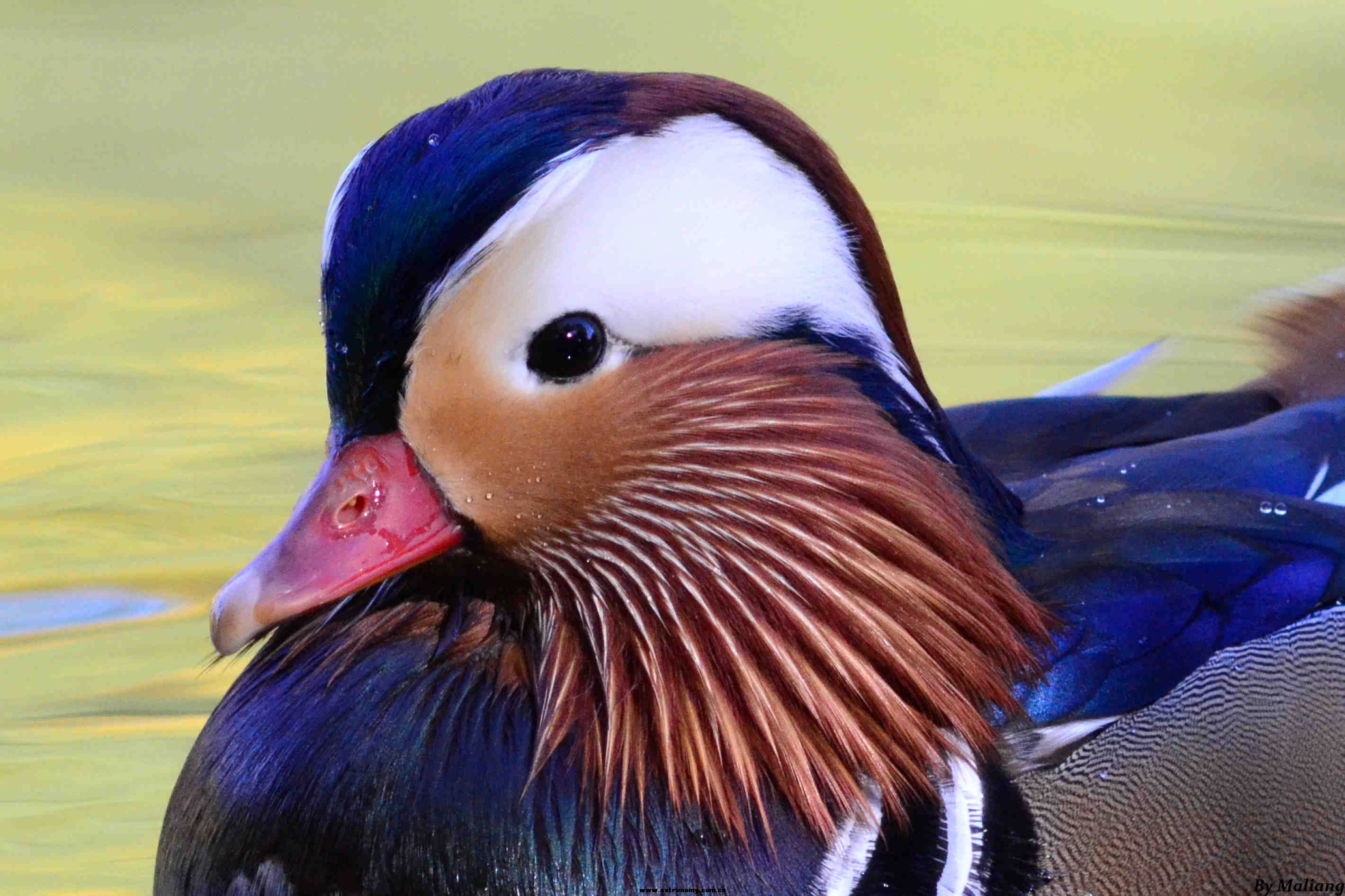 柳荫公园 Mandarin Duck 鸳鸯 10.jpg