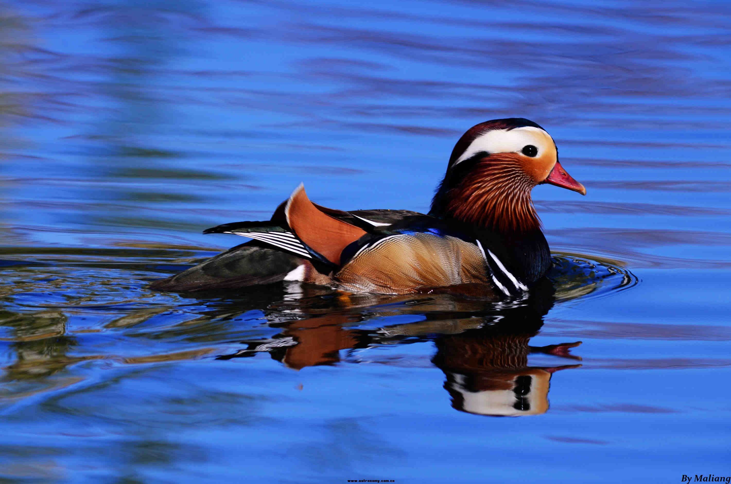 柳荫公园 Mandarin Duck 鸳鸯 11.jpg