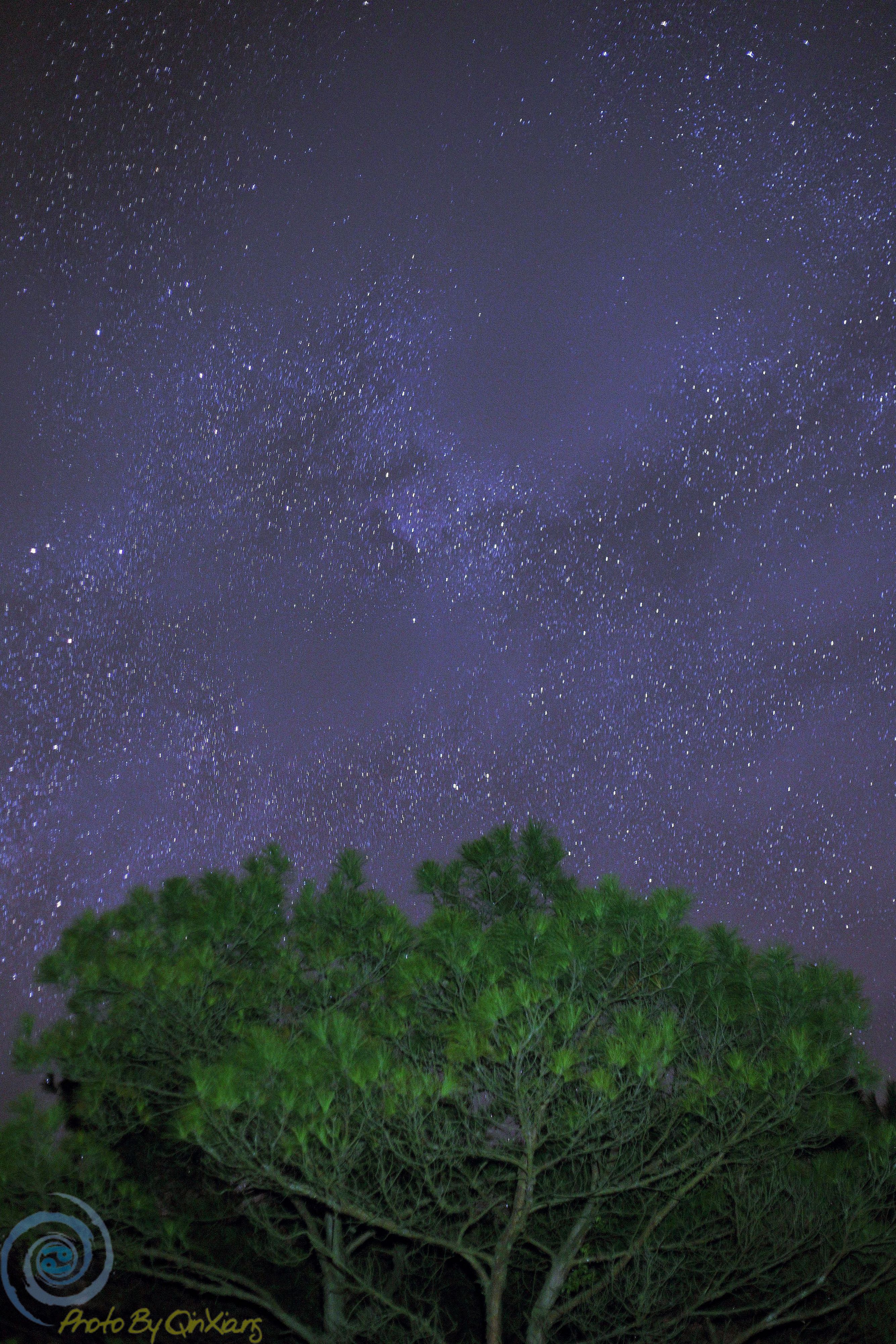 星空树影